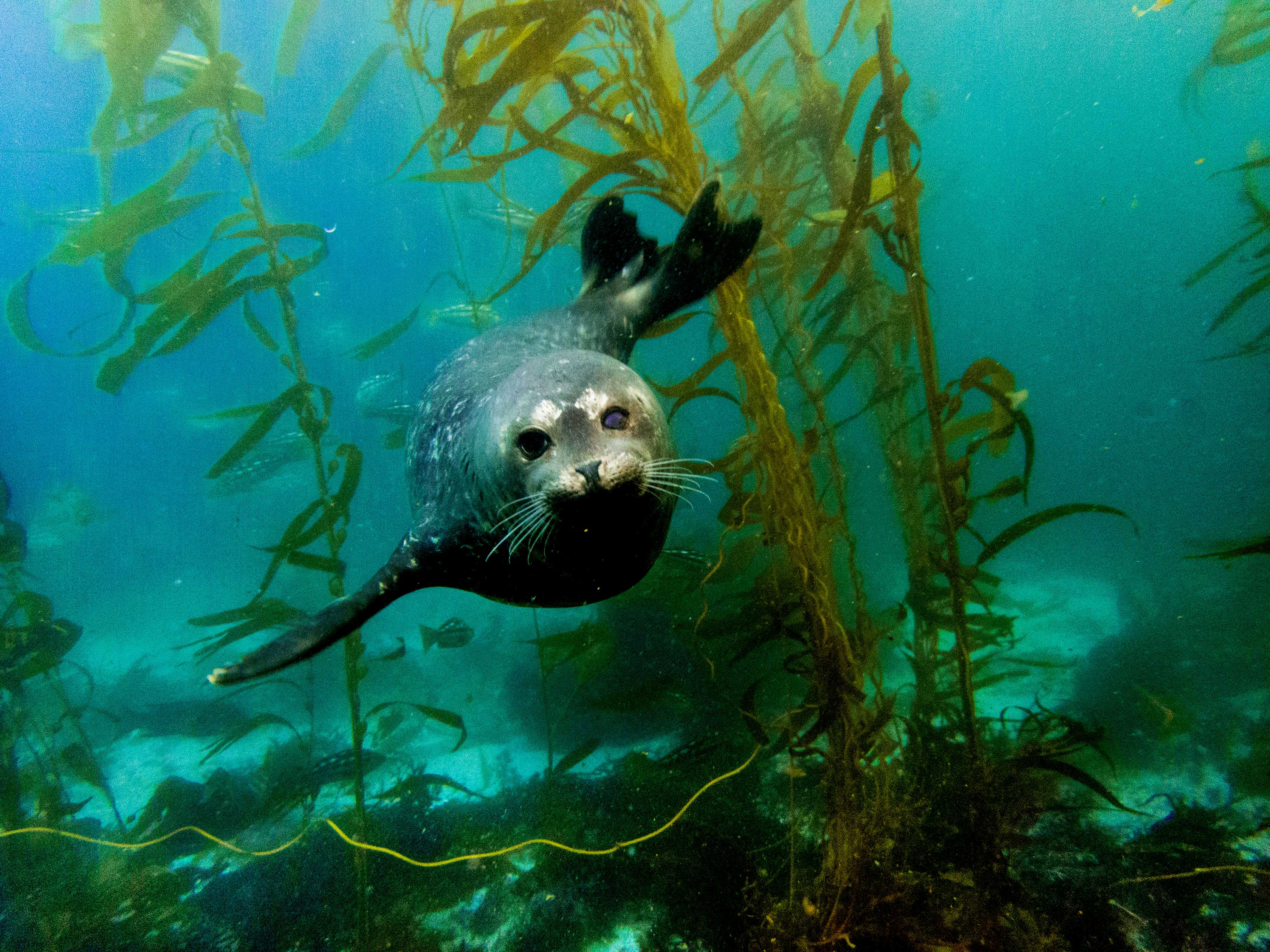 Seal looking directly at the camera while swimming in kelp forest