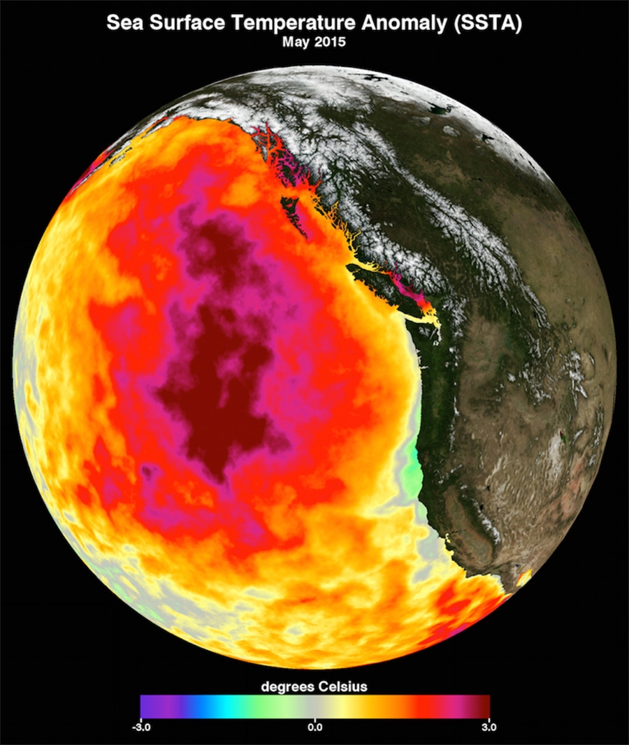 graphic showing sea surface anomaly in the pacific