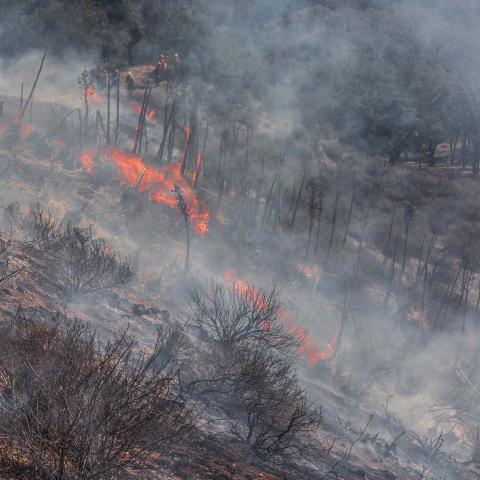 A flame torched hillside at Sedgwick Reserve is the site of a prescribed burn.