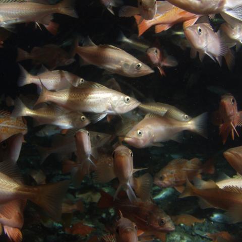 Bocaccio rockfish
