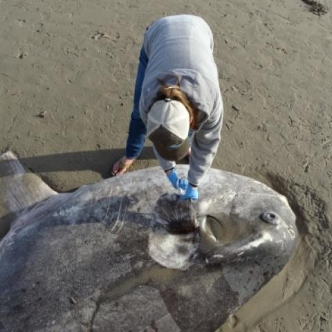 hoodwinker sunfish being examined