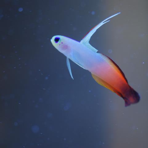 purple goby fish