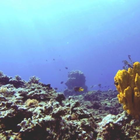 Coral reef at Kimbe Bay, Papua New Guinea