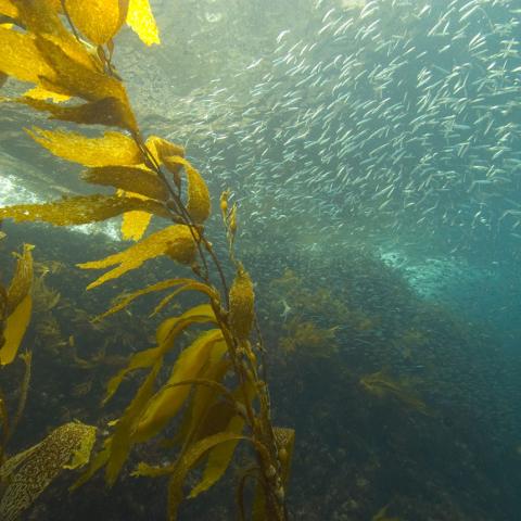 Sardines in Kelp