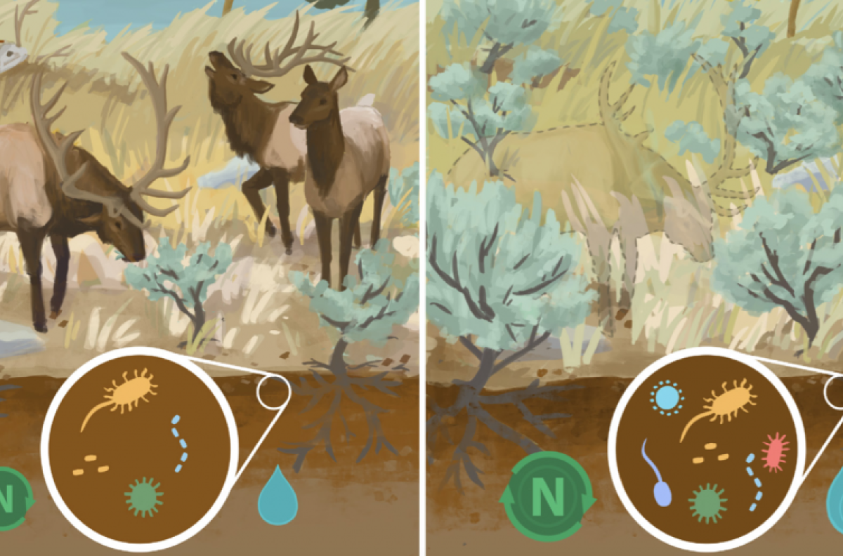 illustration of the elk ecosystem