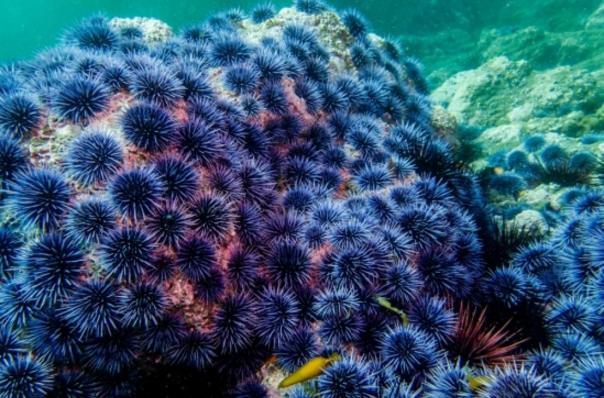 urchin barrens