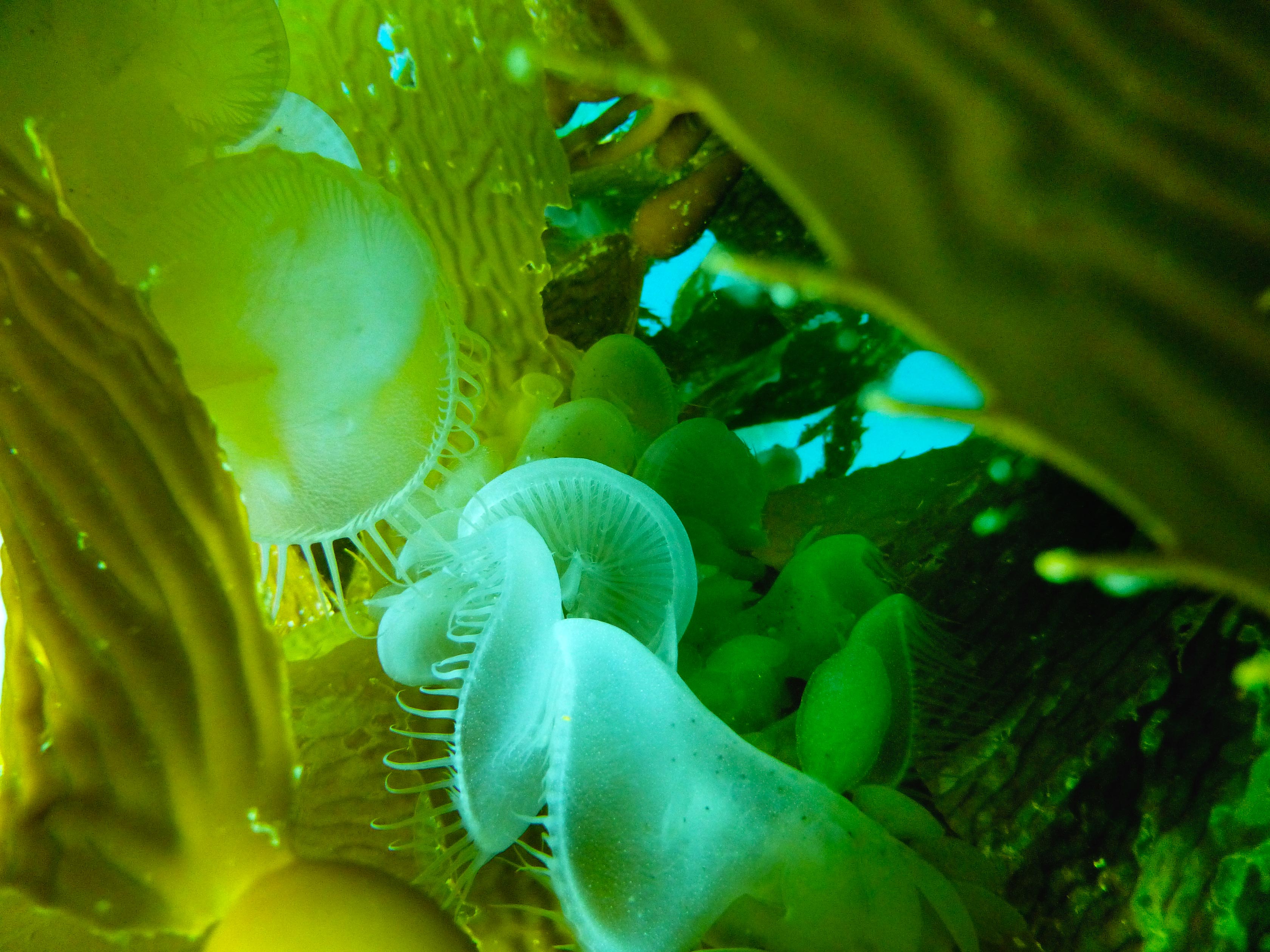 hooded nudibranch on kelp