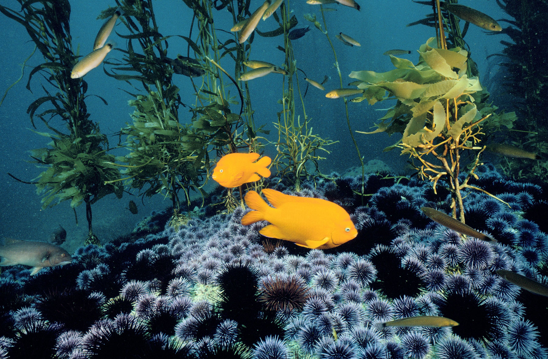 Resources | UCSB Marine Science Institute