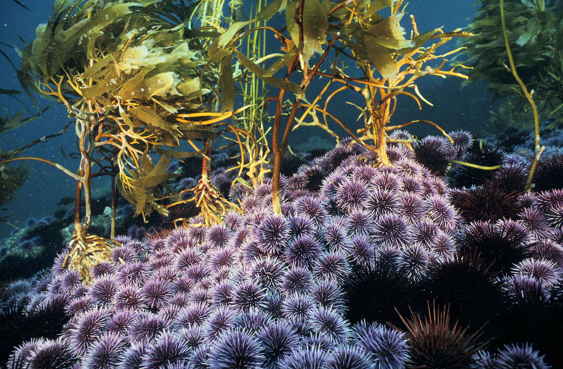 Many purple urchins around giant kelp