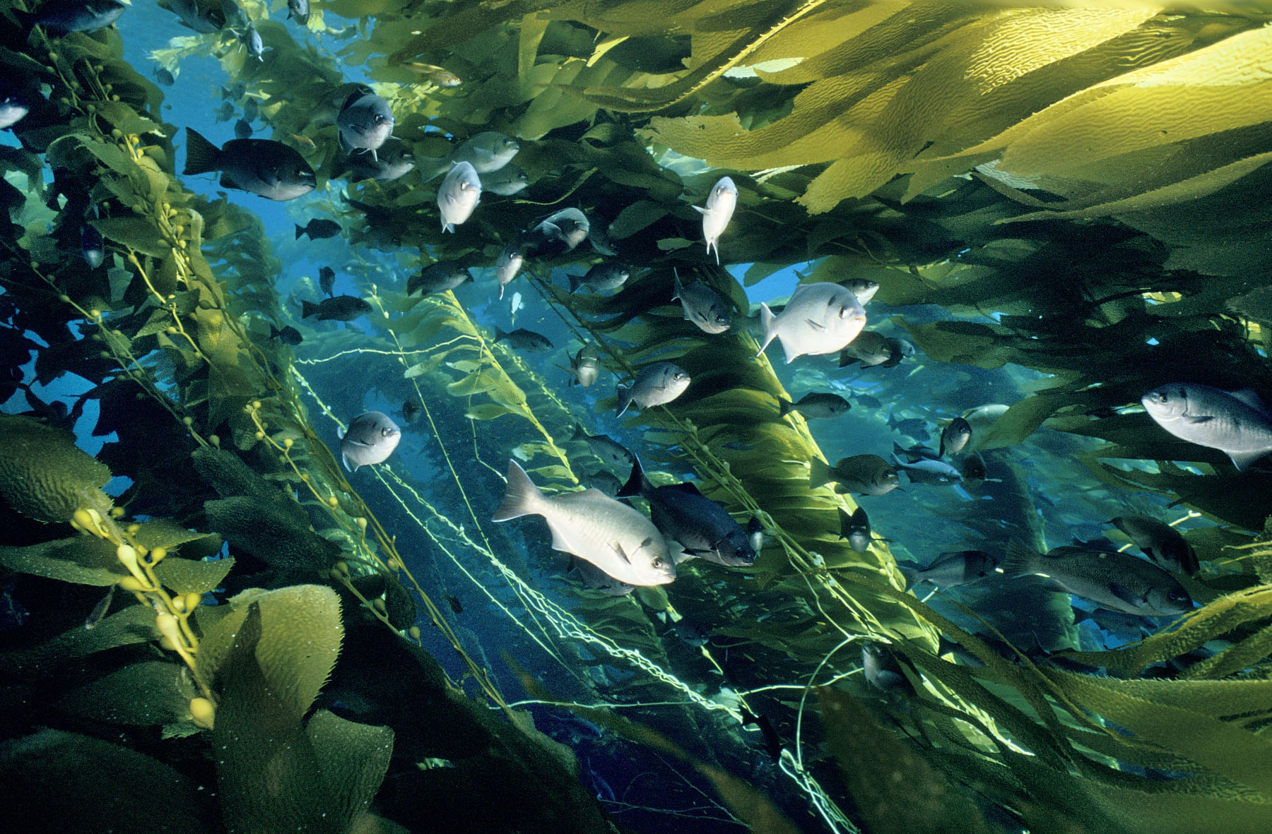 Fish swim in kelp forest