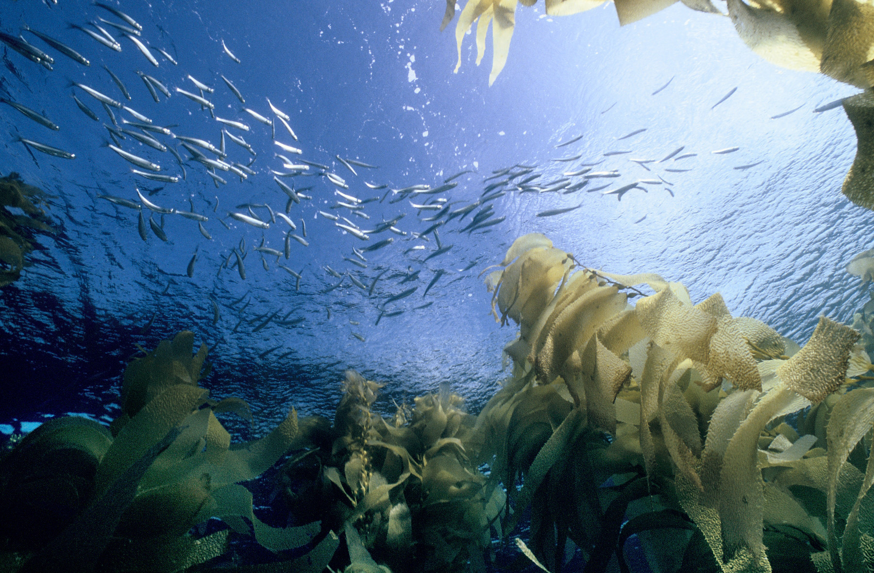 View from bottom to water surface of kelp and fish school swimming above