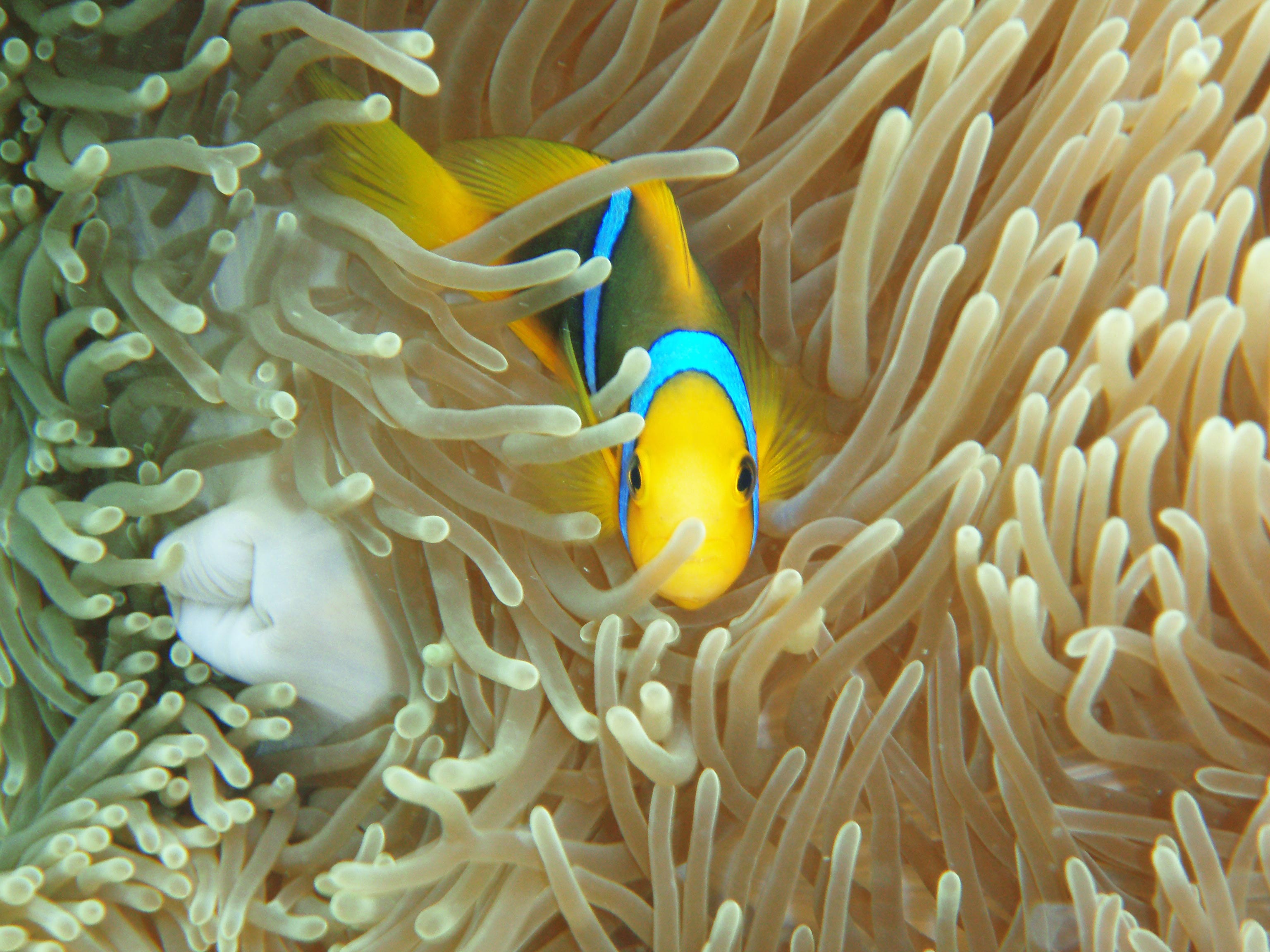 Orange-fin anemonefish