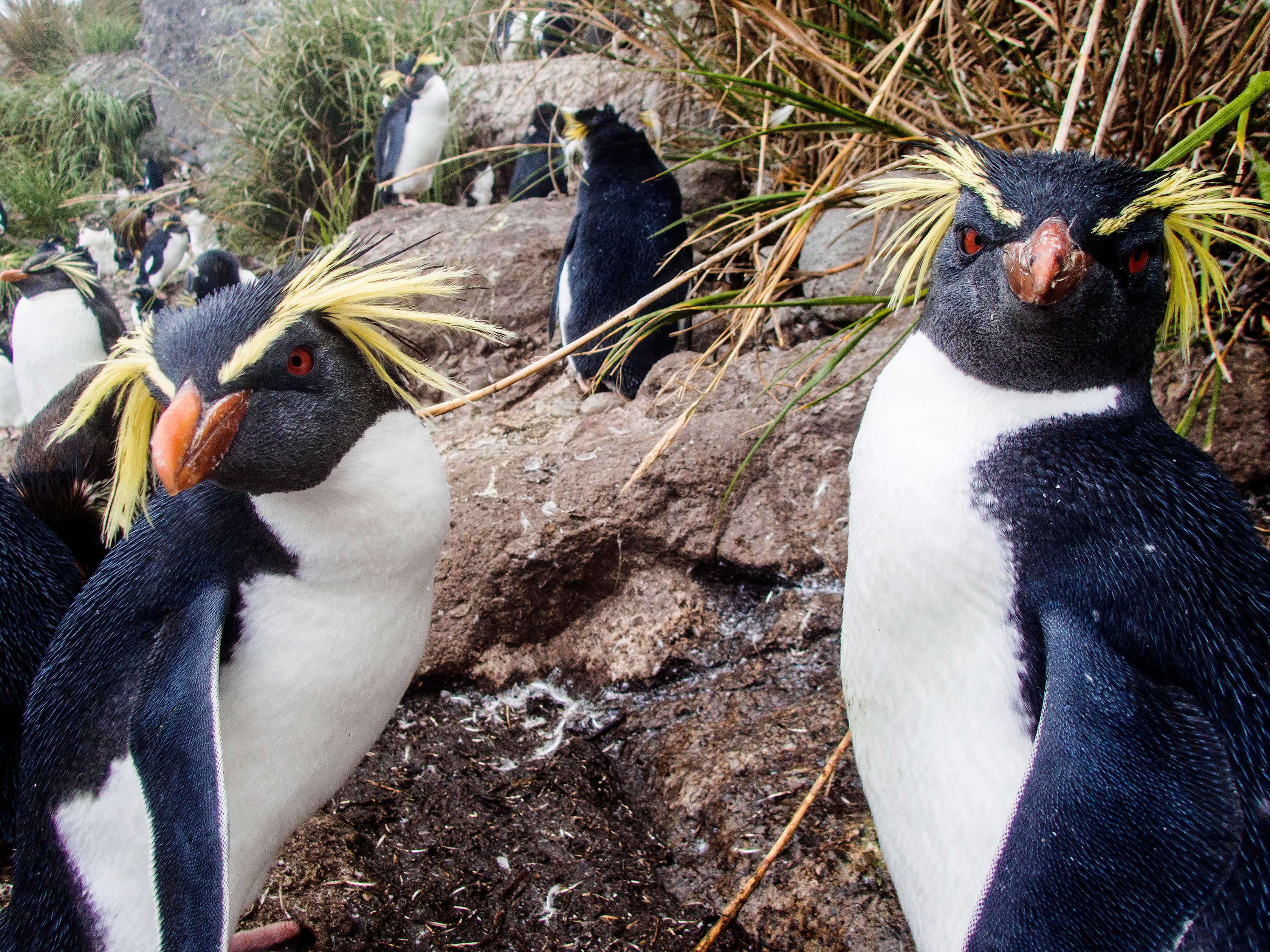 Rockhopper penguins