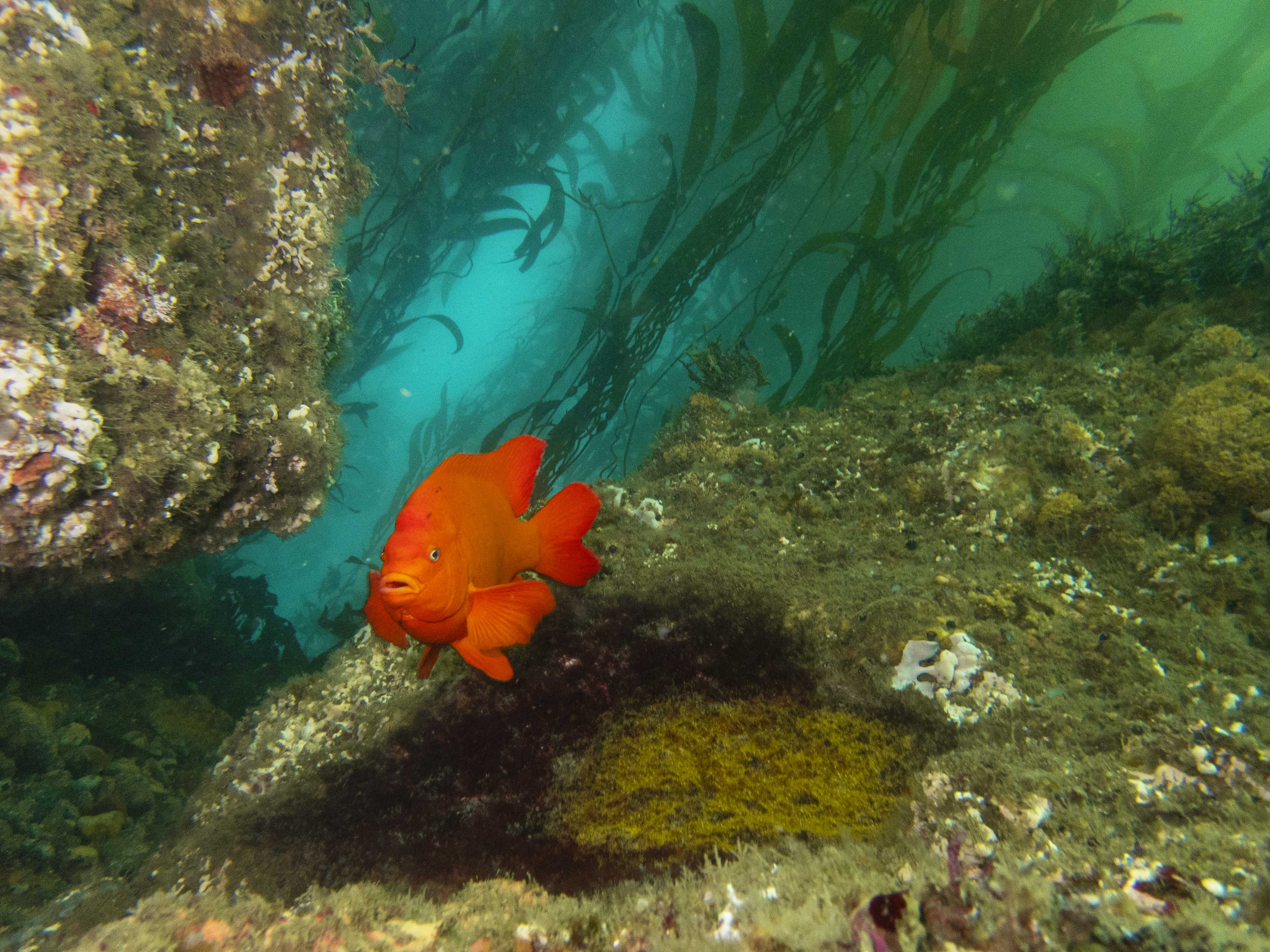 Garibaldi in kelp forest