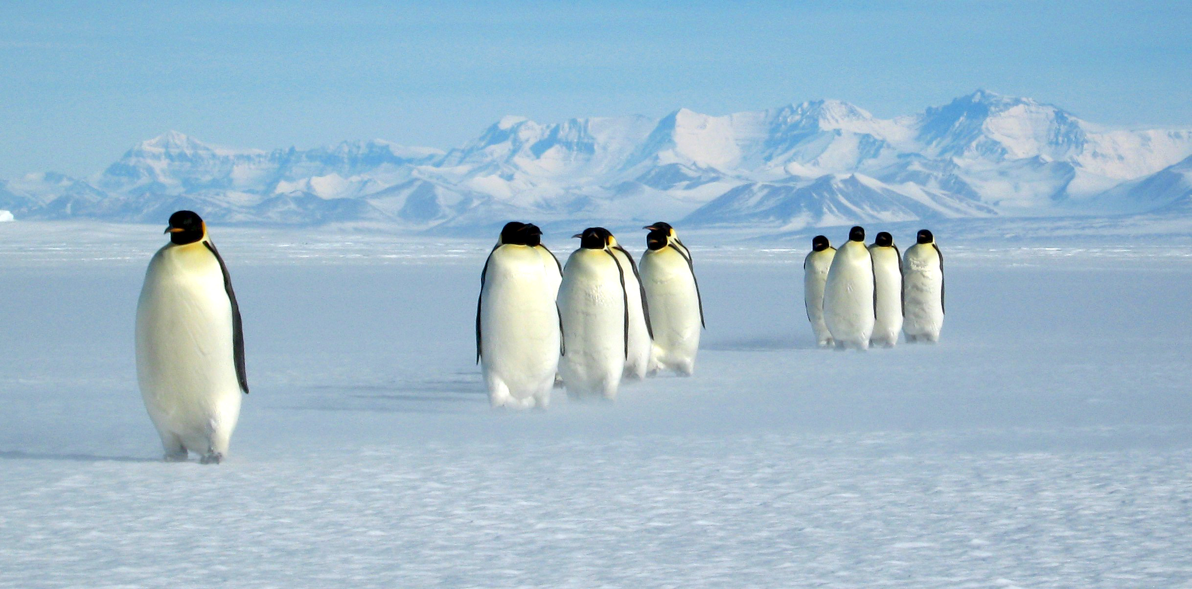 Group of penguins in Antarctica