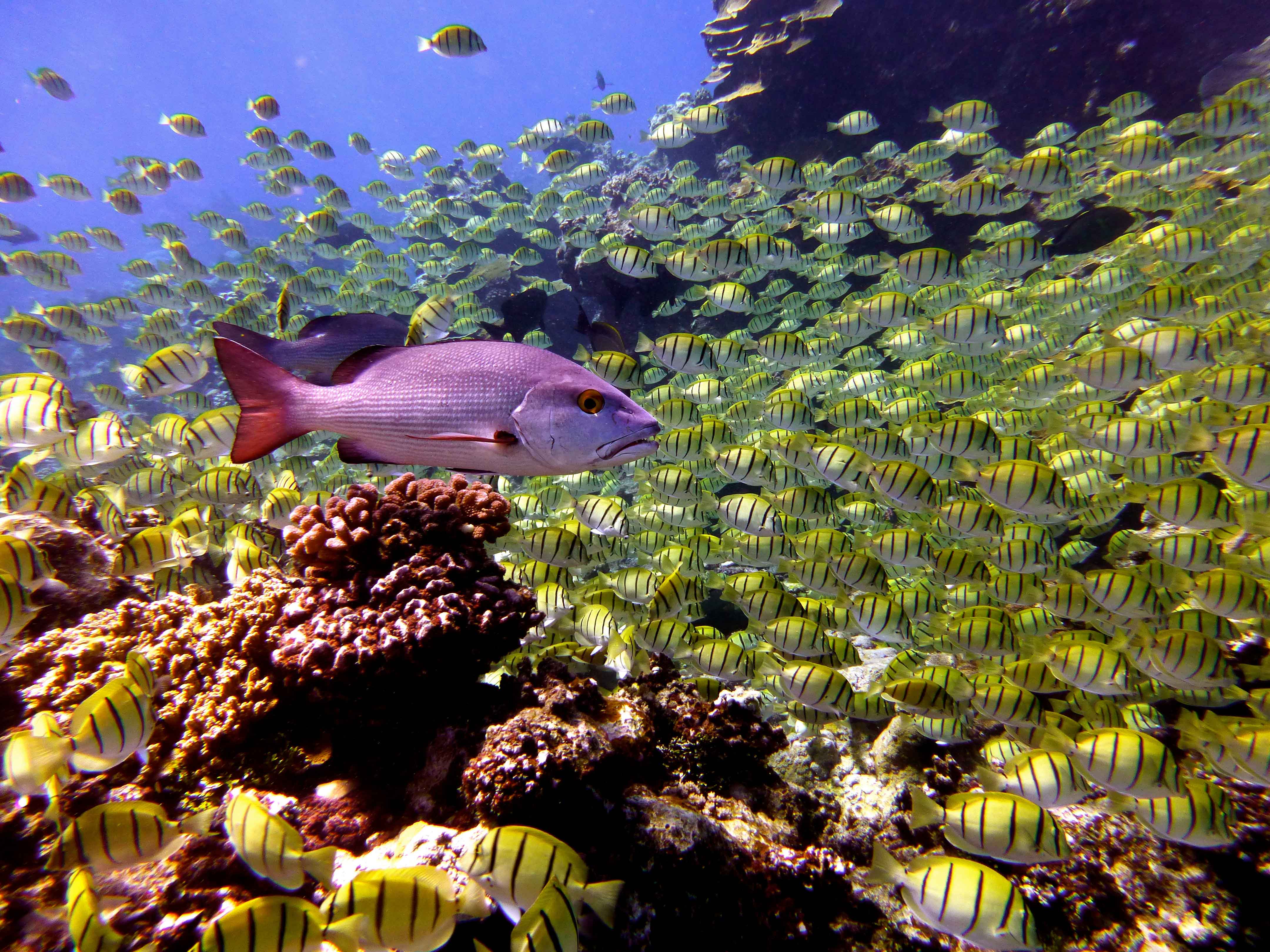 Snapper swims with a school of tangs