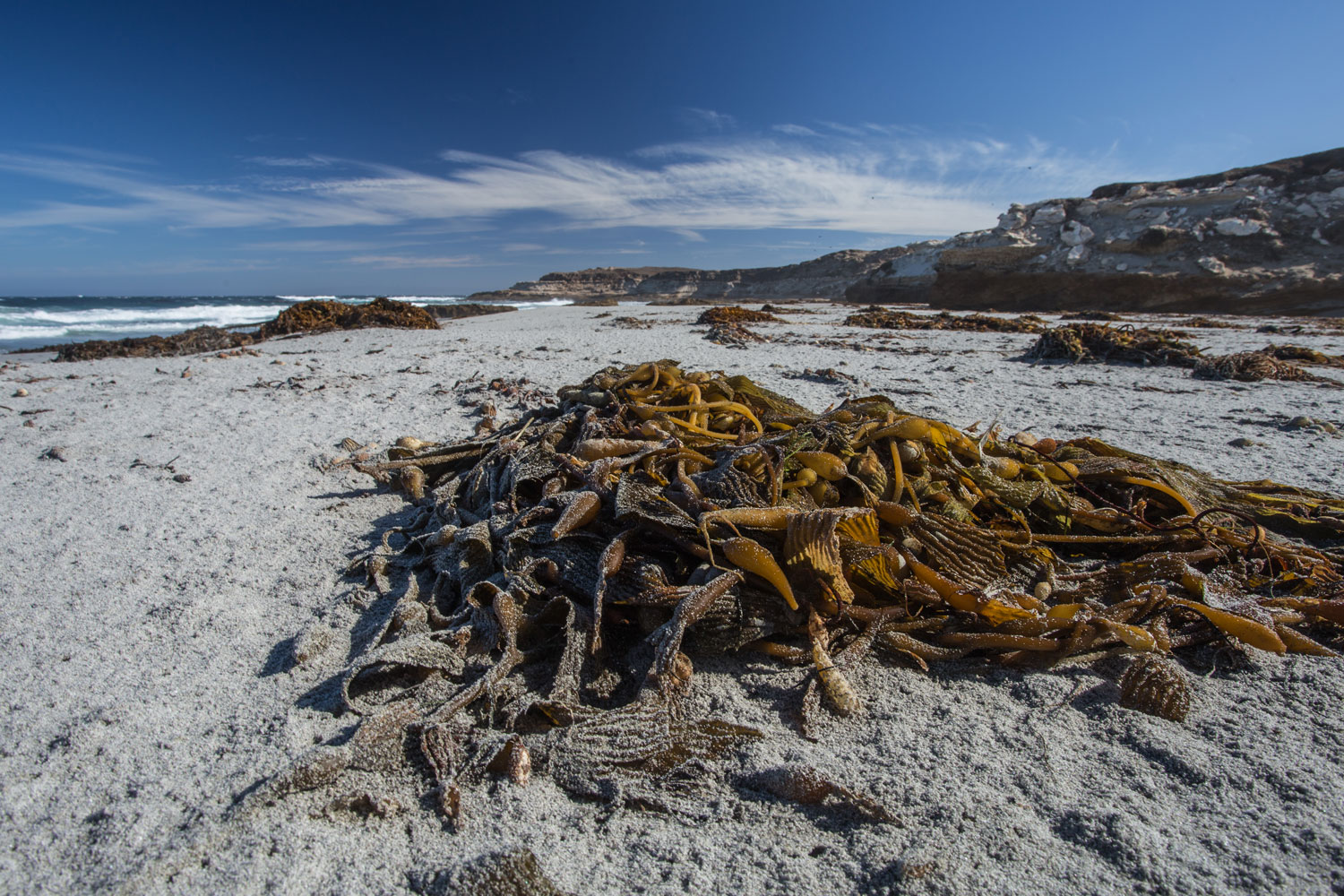 Kelp Wrack on Sandy Point Beach Santa Rosa Island