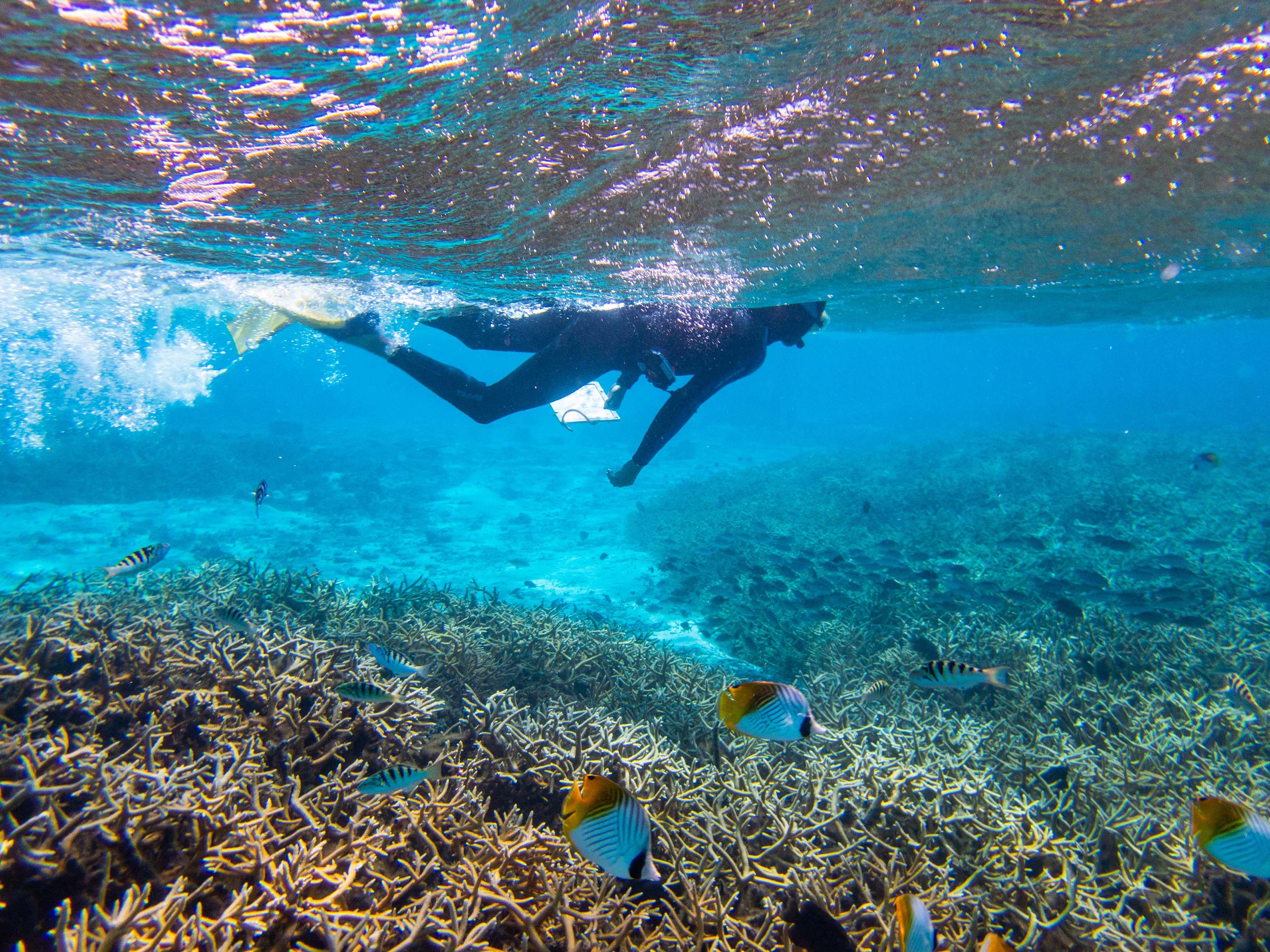 Diver swimming on the ocean surface and above beautiful coral and fish