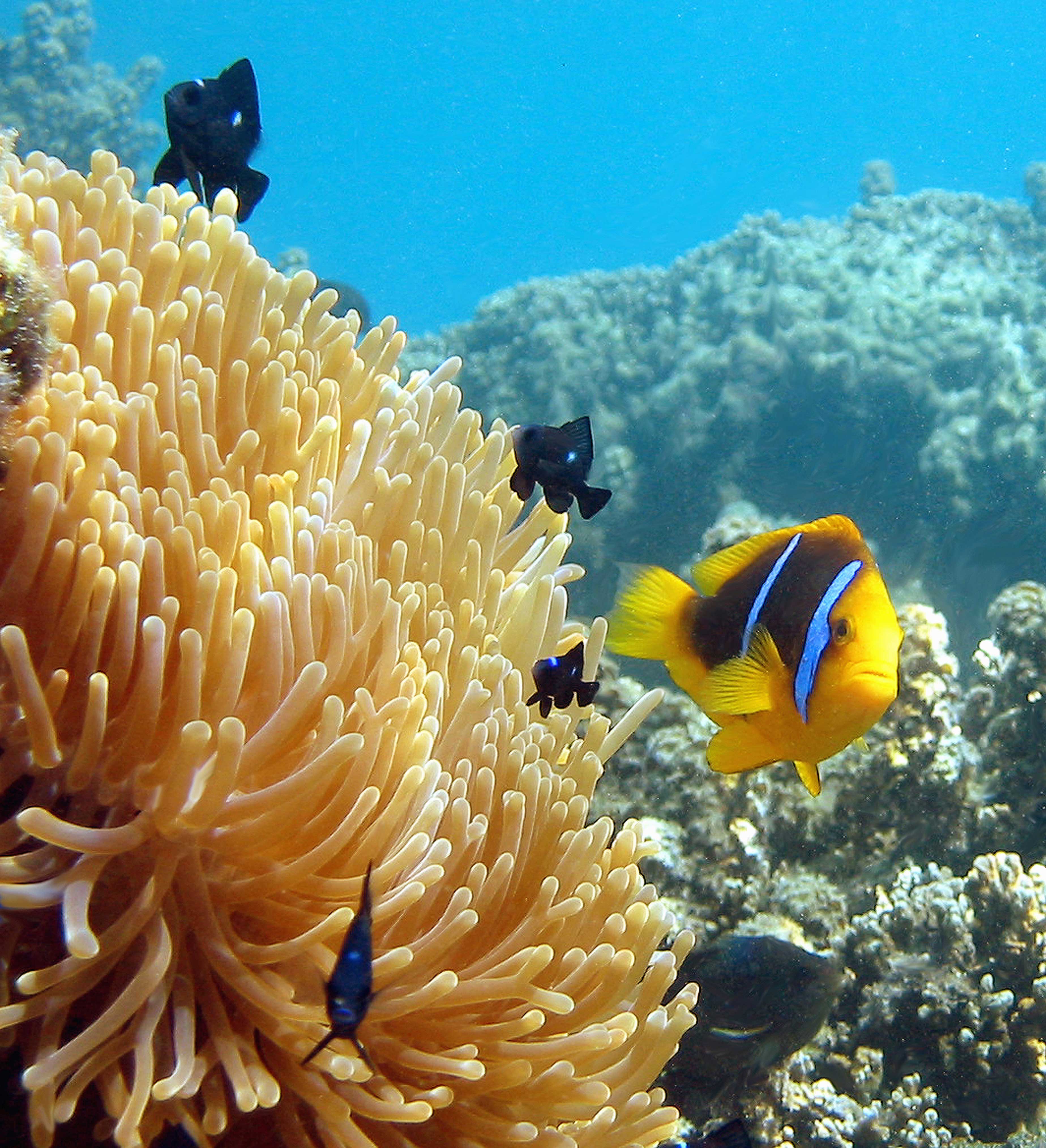 Moorea Coral Reef