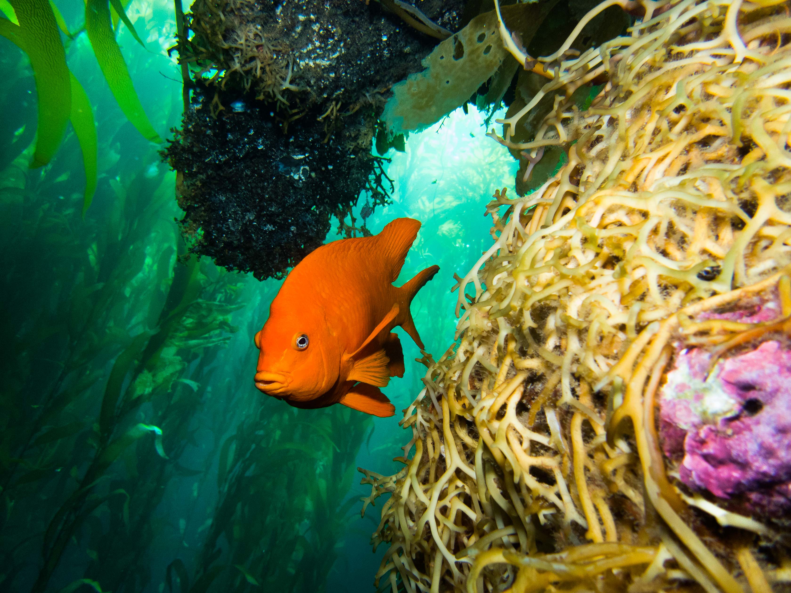Garibaldi fish in kelp forest