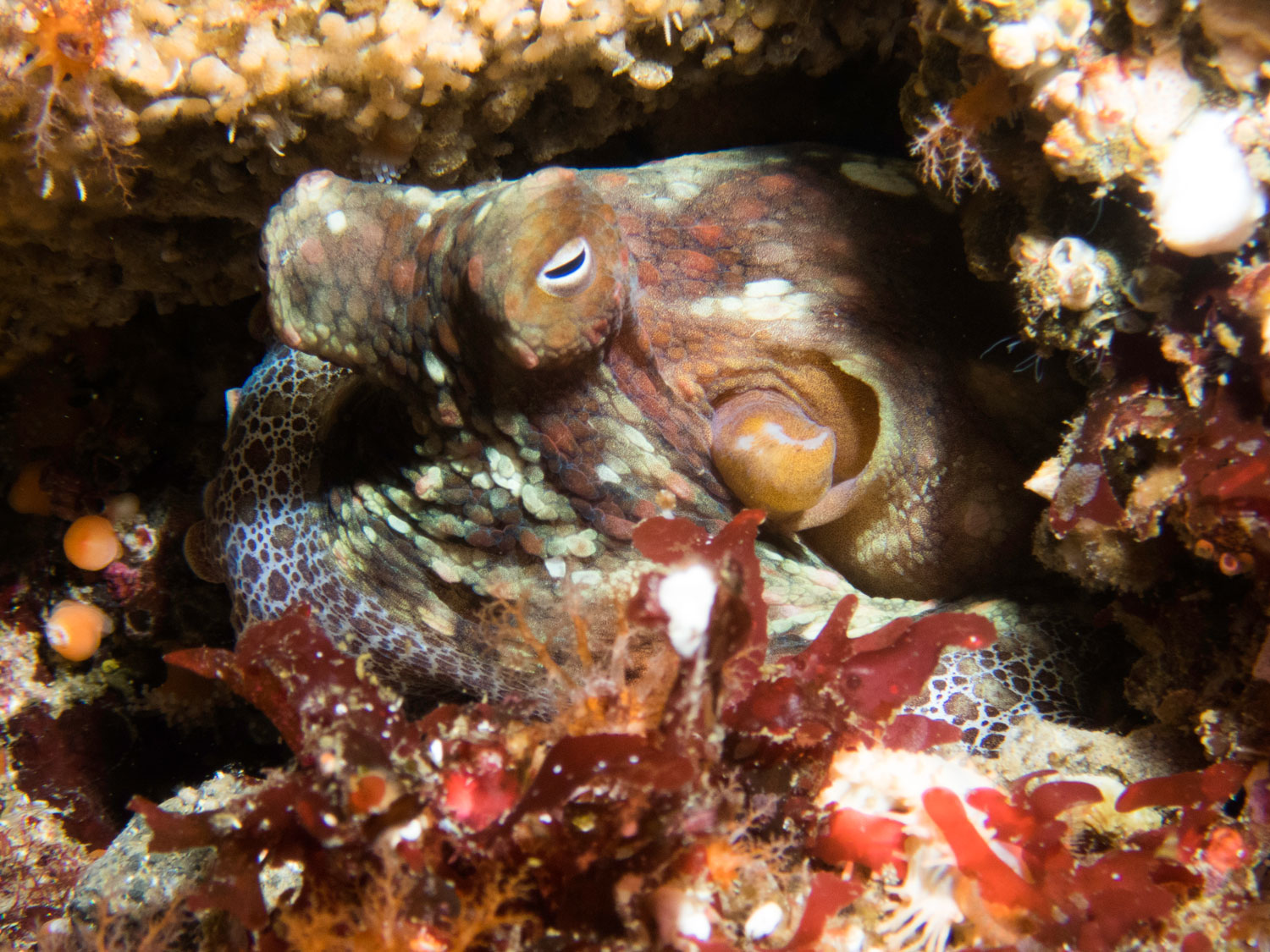 Octopus, Santa Cruz Island