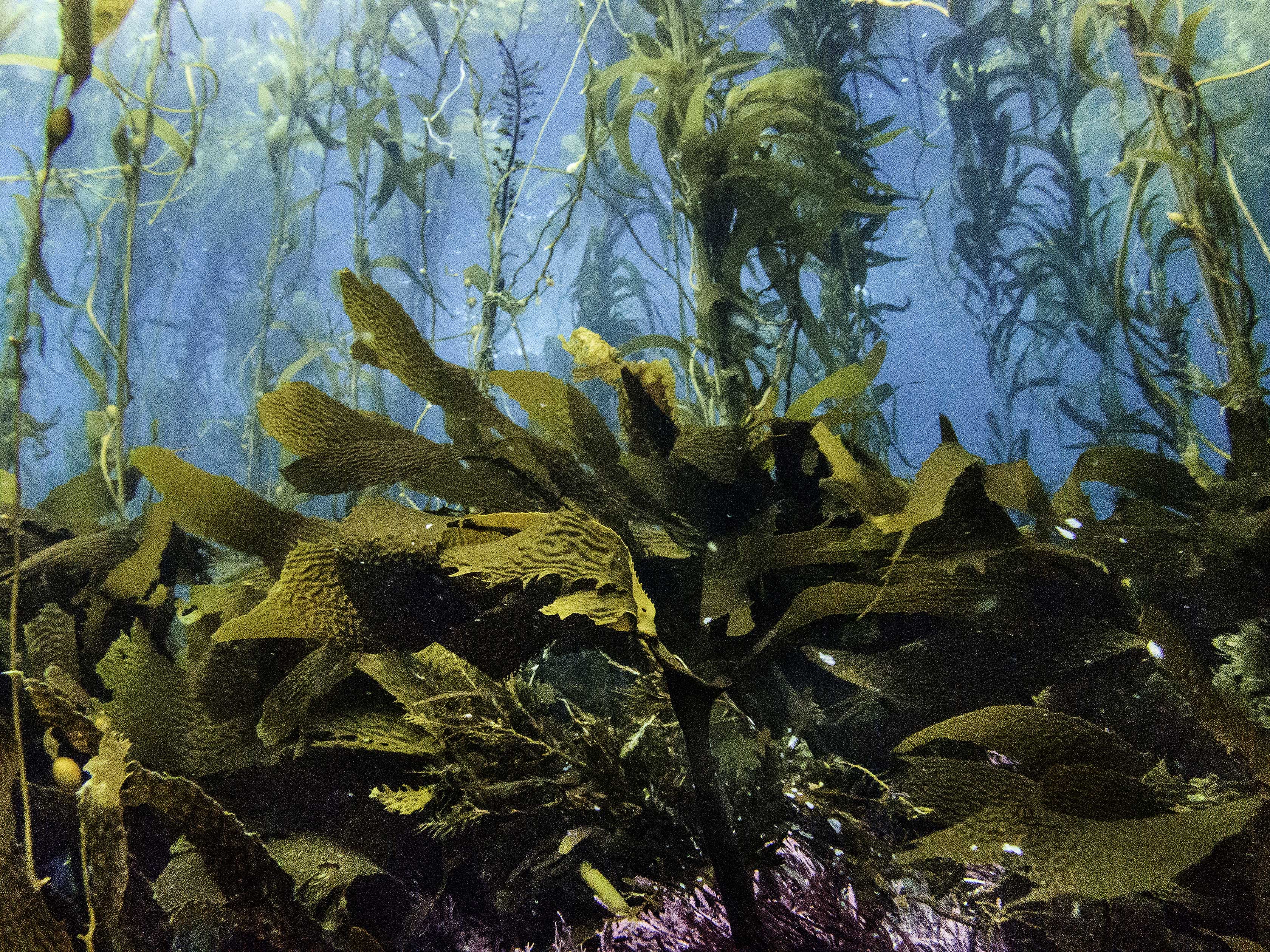 Giant kelp forest