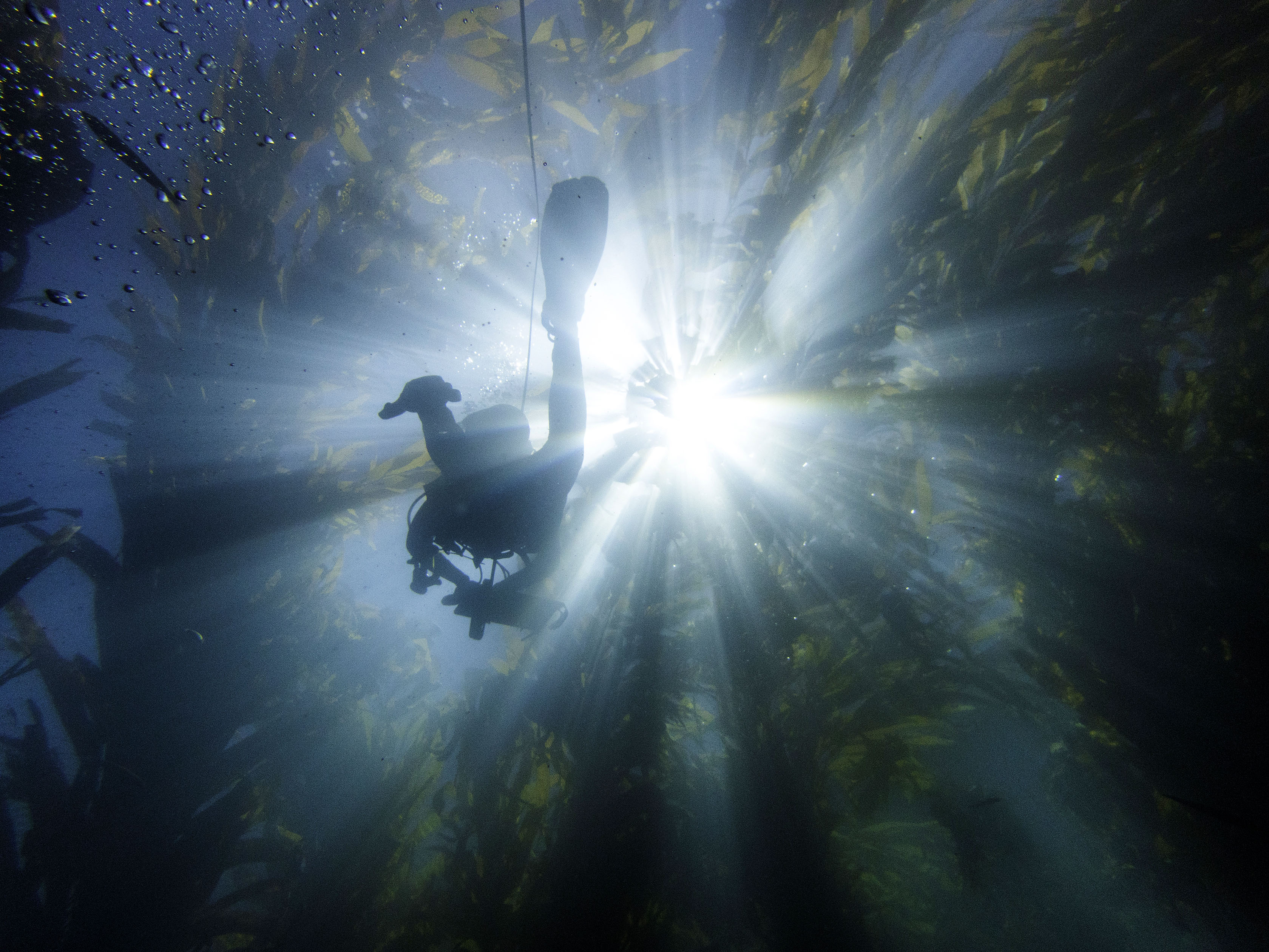 View from below of diver in a kelp forest swimming up to light