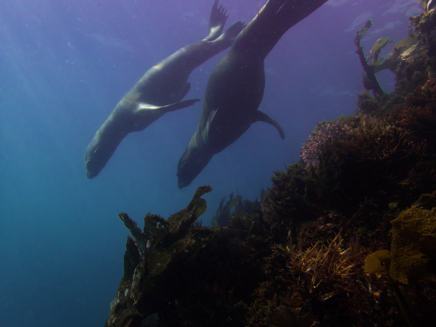 California sea lions (Zalophus californianus) swimming next to a coral reef