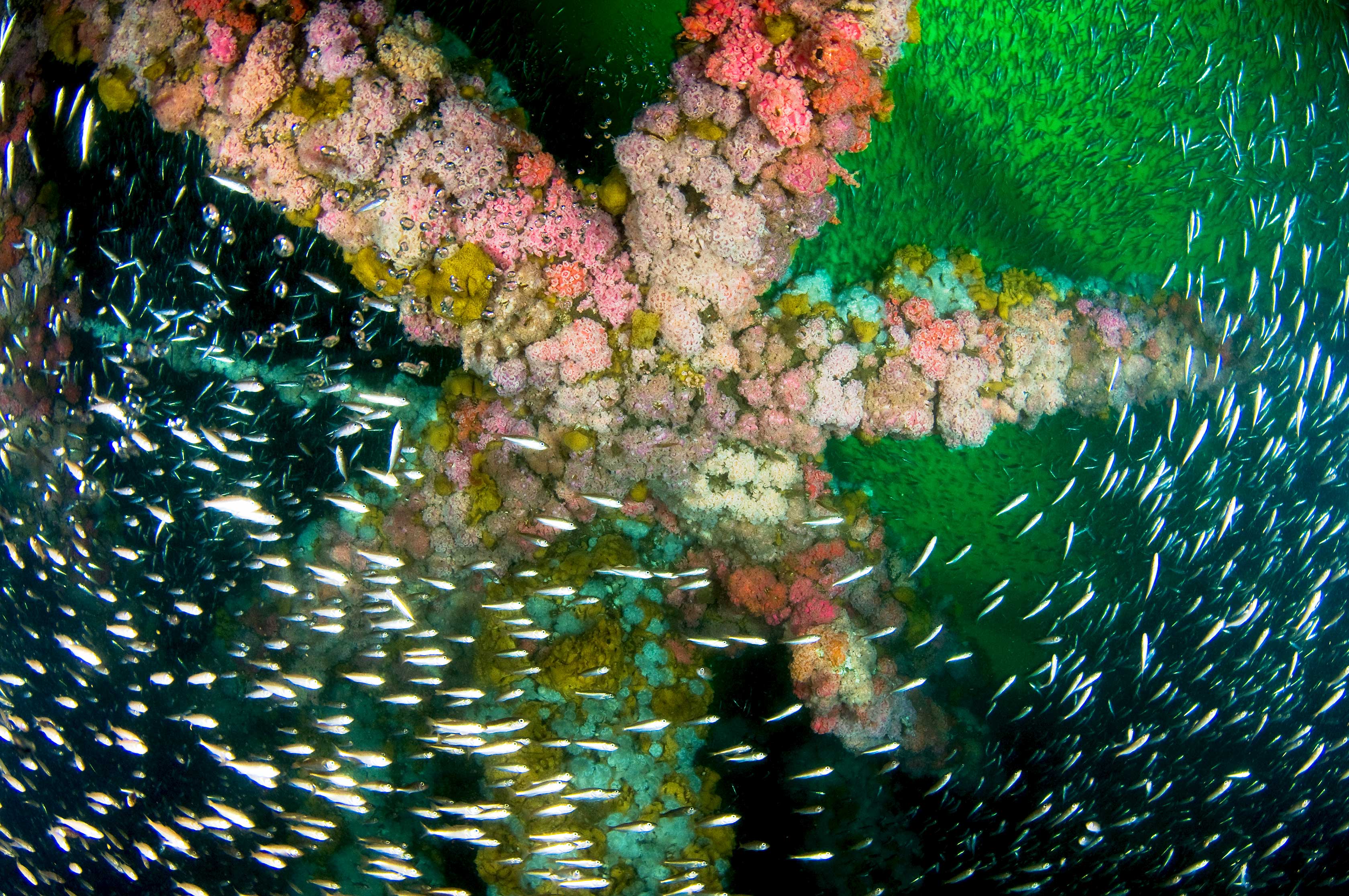School of Bocaccio rockfish swims around Platform Gilda