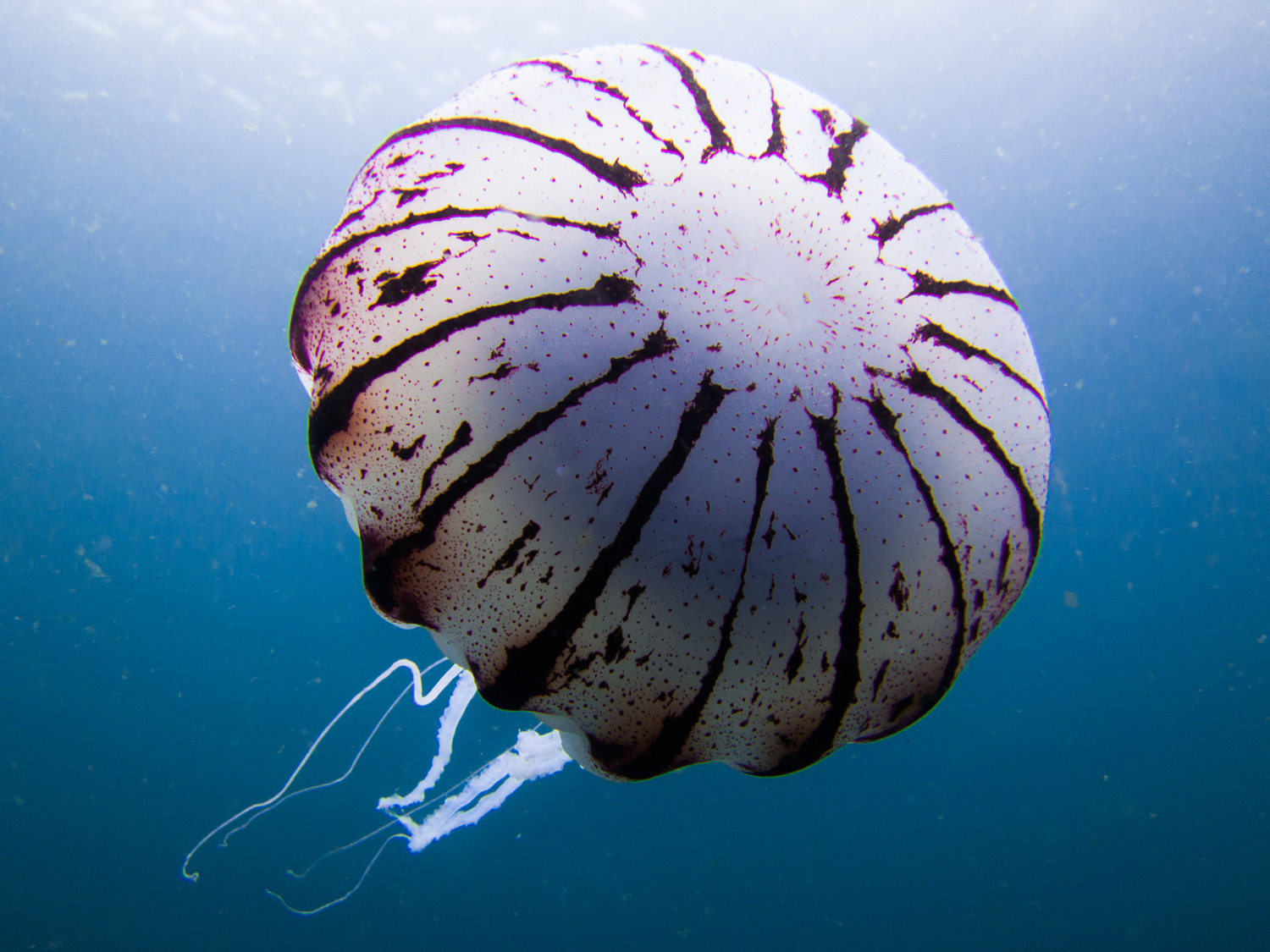 Purple Striped Jellyfish