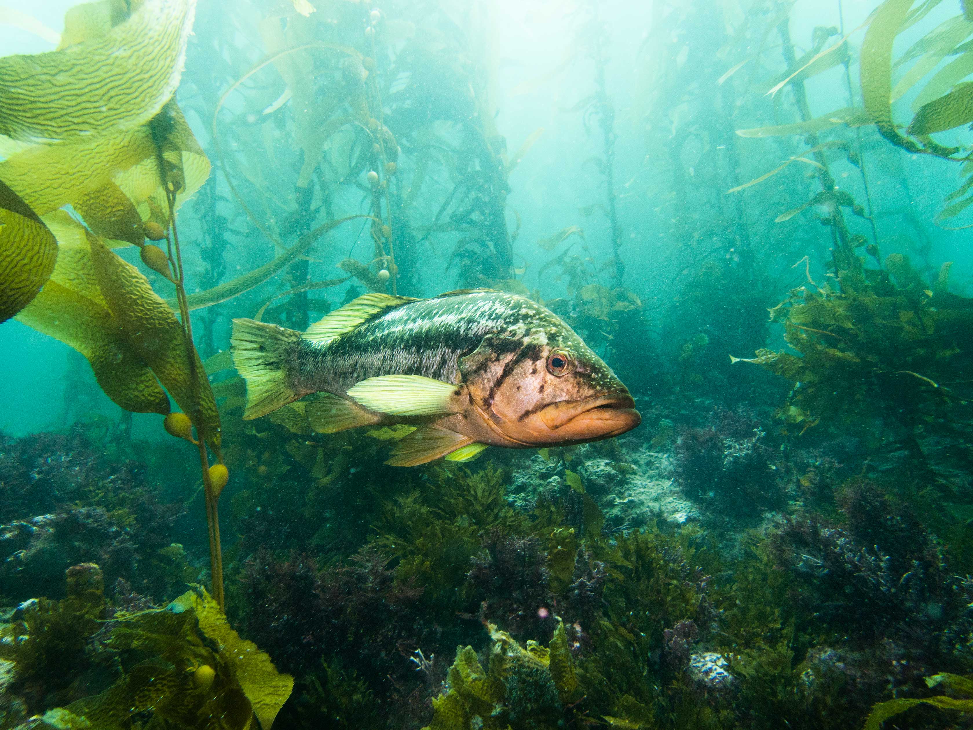 Rockfish swimming in kelp forest