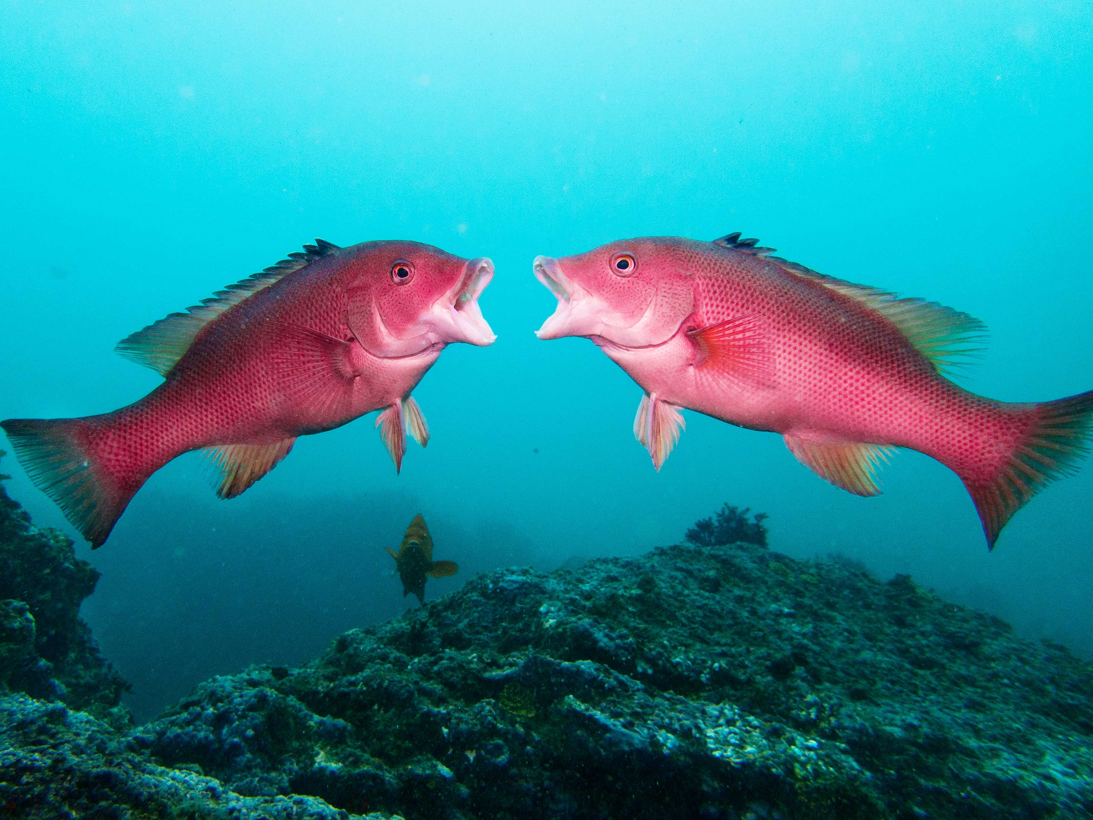 Two fish kissing