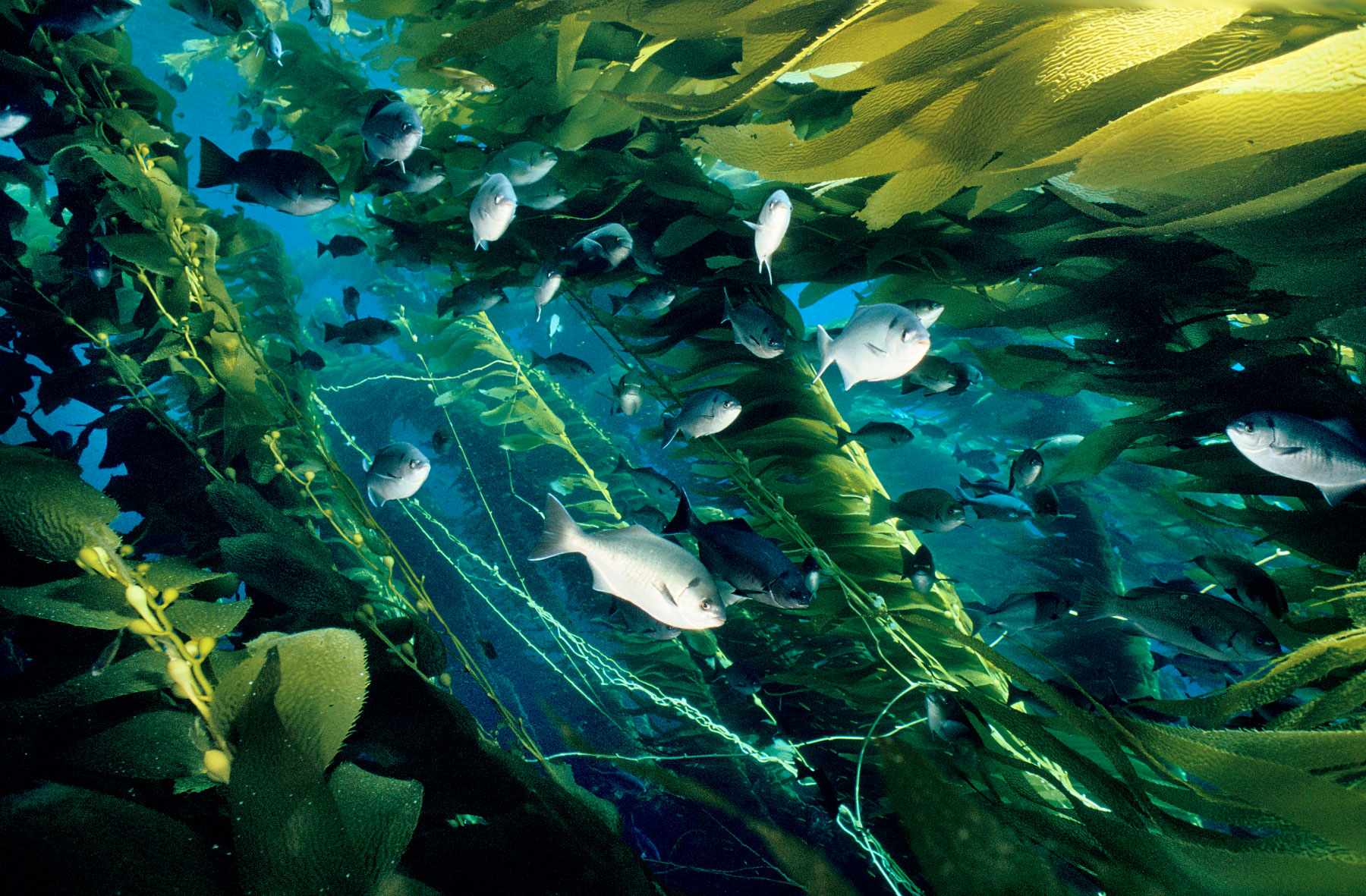fish swim in giant kelp forest