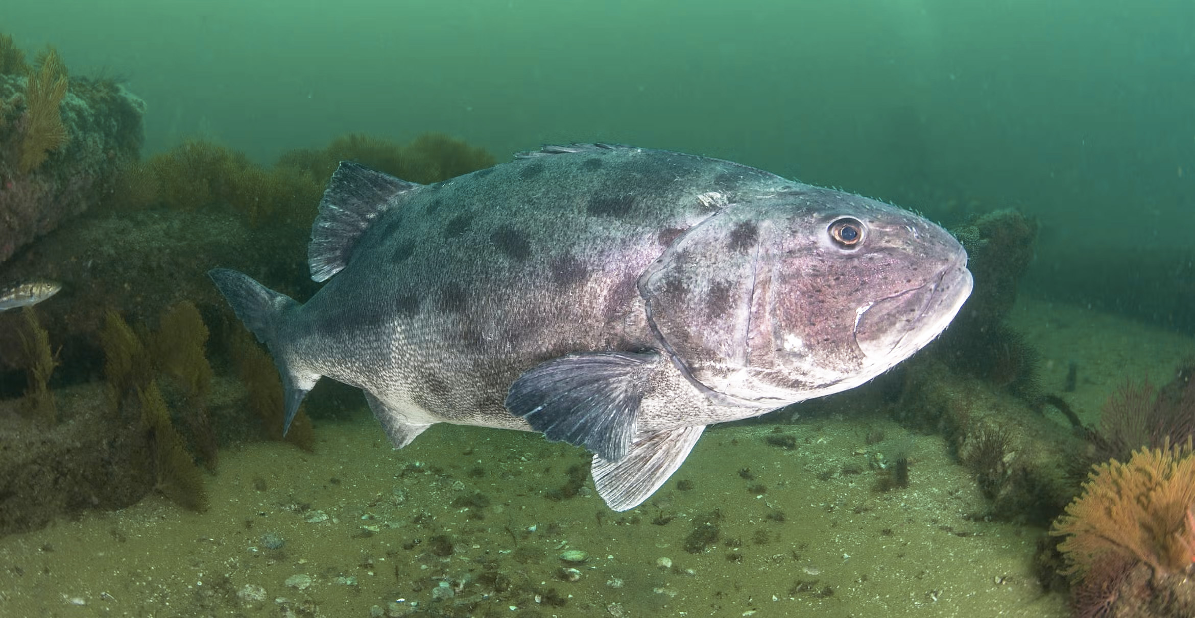 Giant sea bass