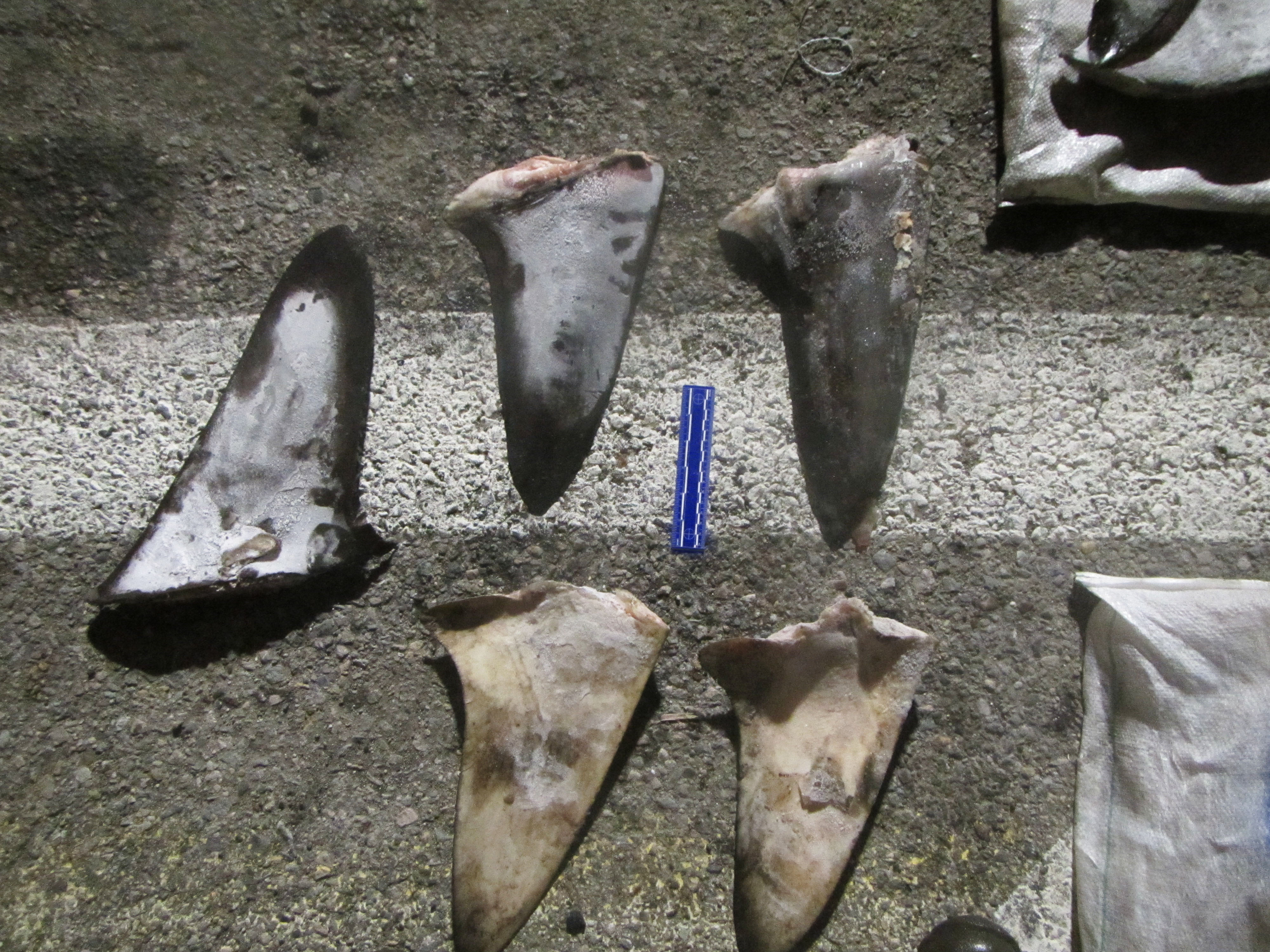 Hammerhead shark fins placed in rows on a table