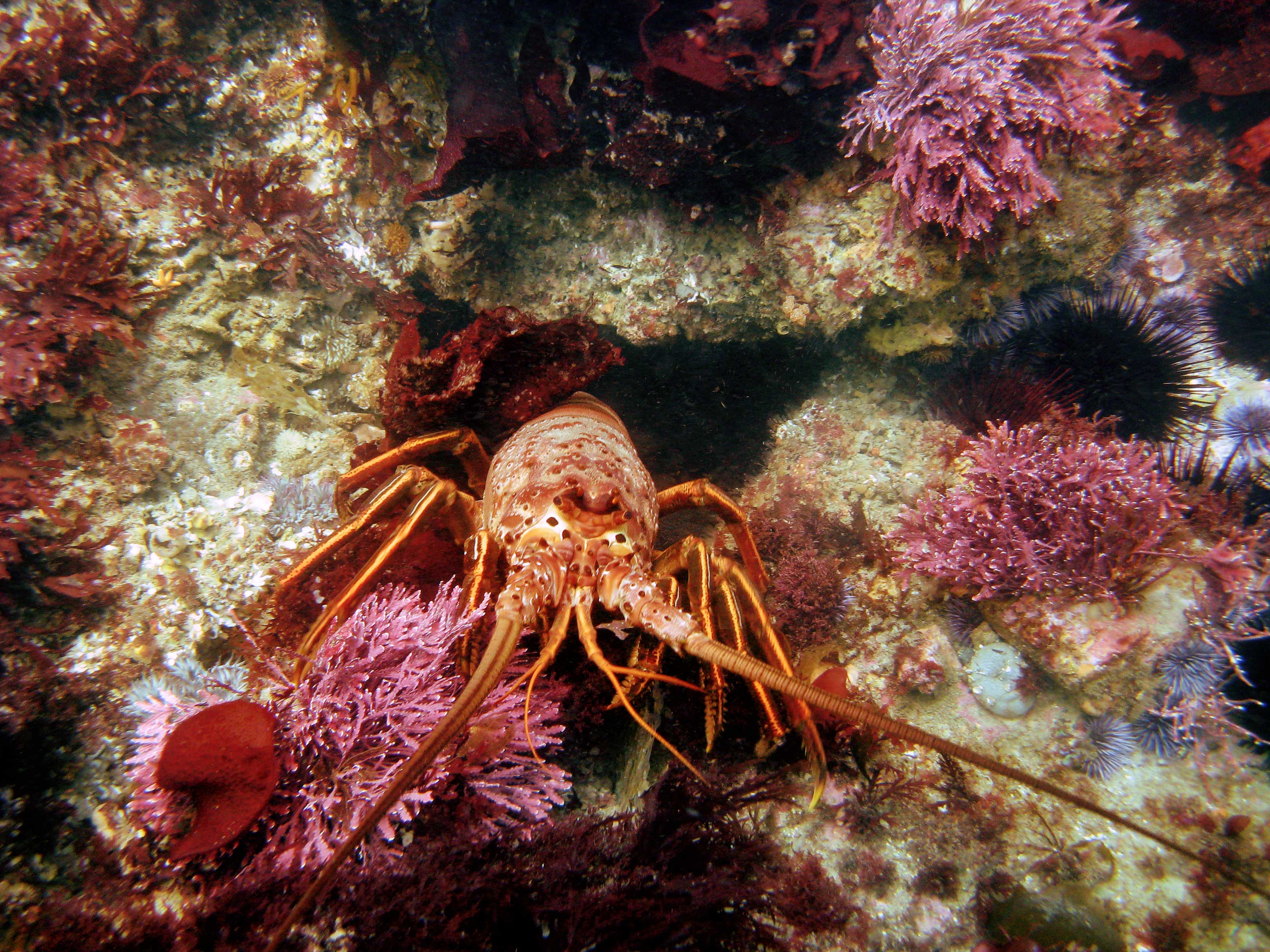 Spiny lobster in rocky sea floor