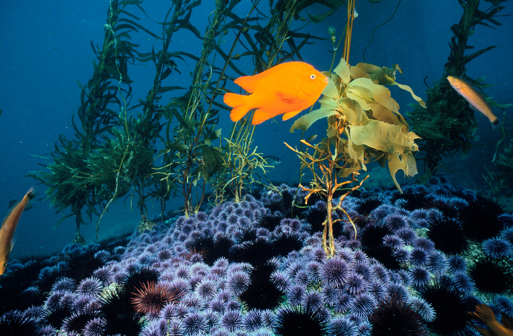 Garibaldi swims with señorita fish past red and purple sea urchins