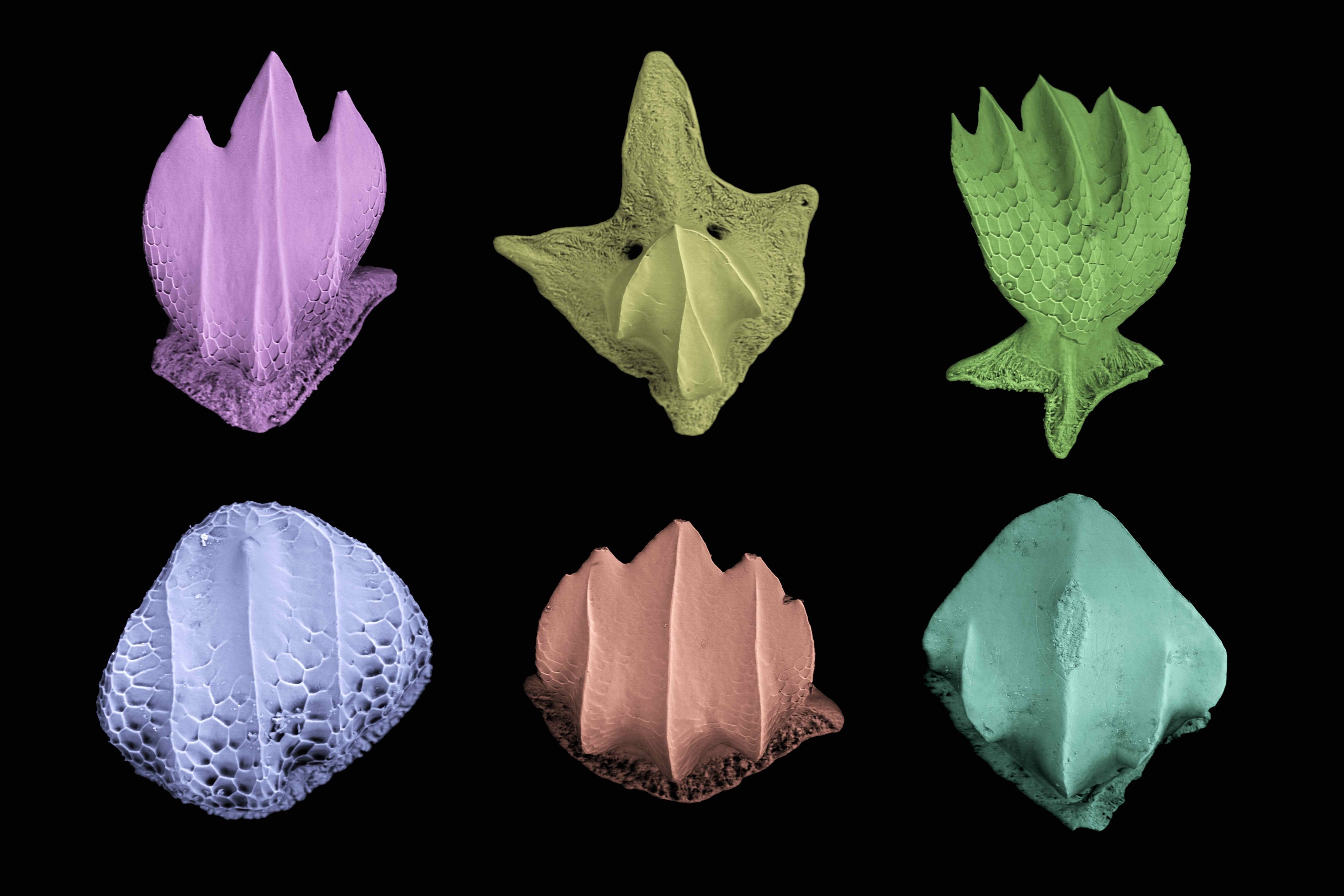 Shark denticles in two rows, three per row