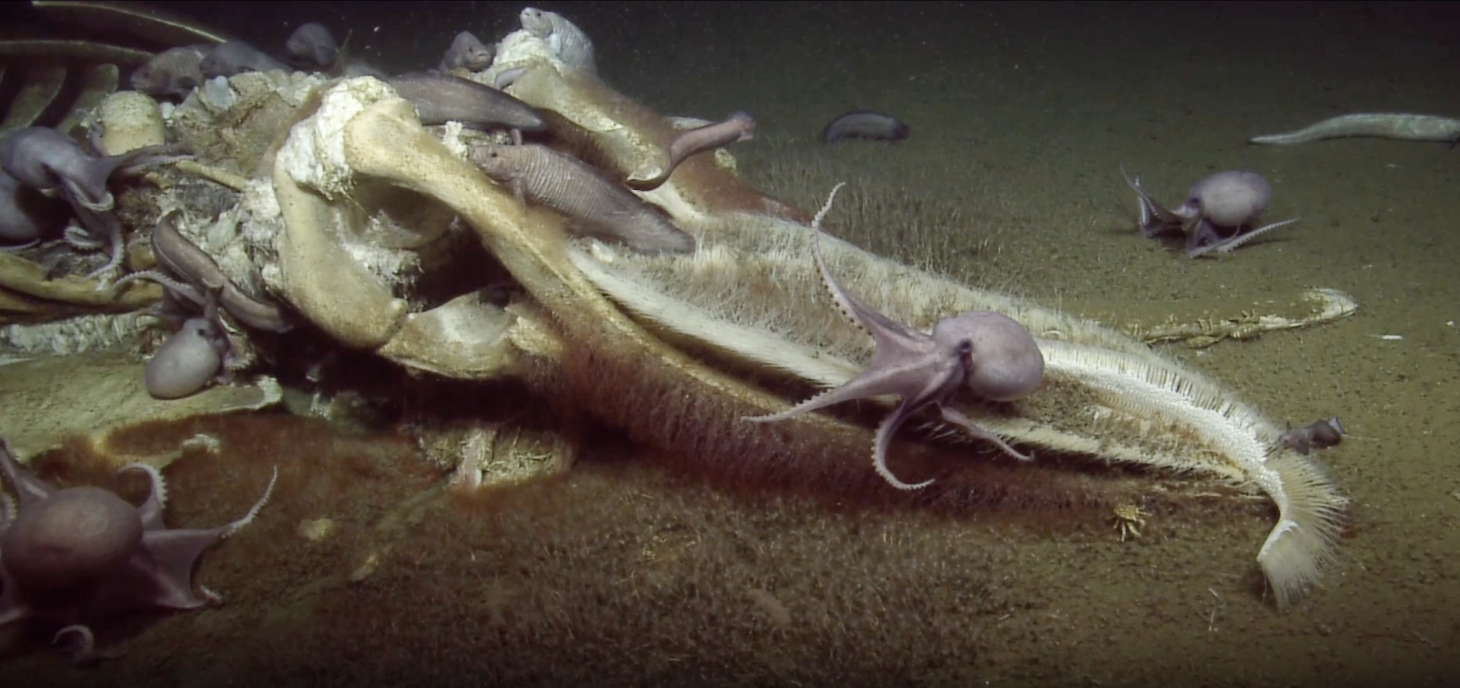 Fishes, octopodes, crabs and worms feast on a whale carcass on the seafloor.