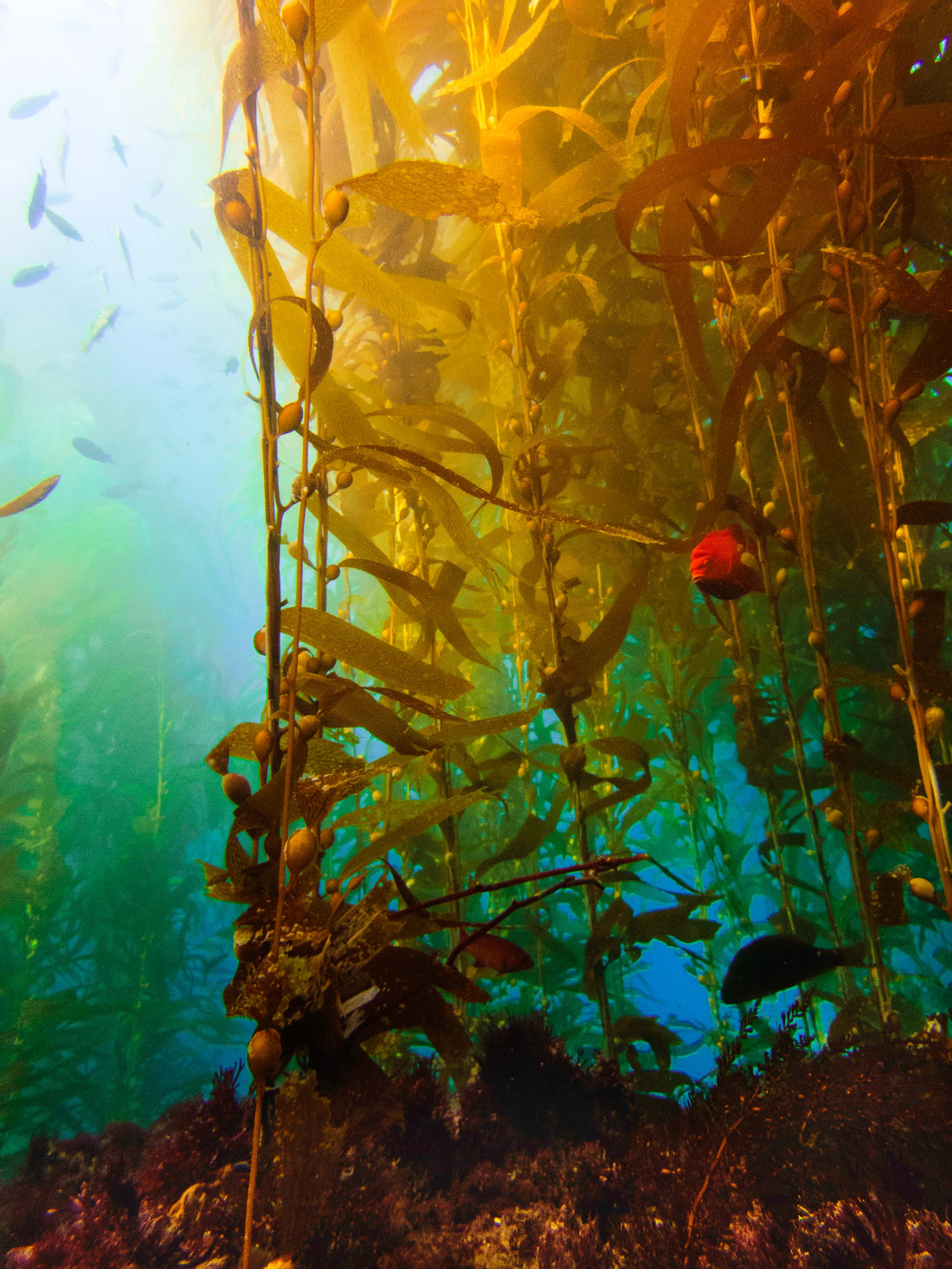 Kelp forest and garibaldi