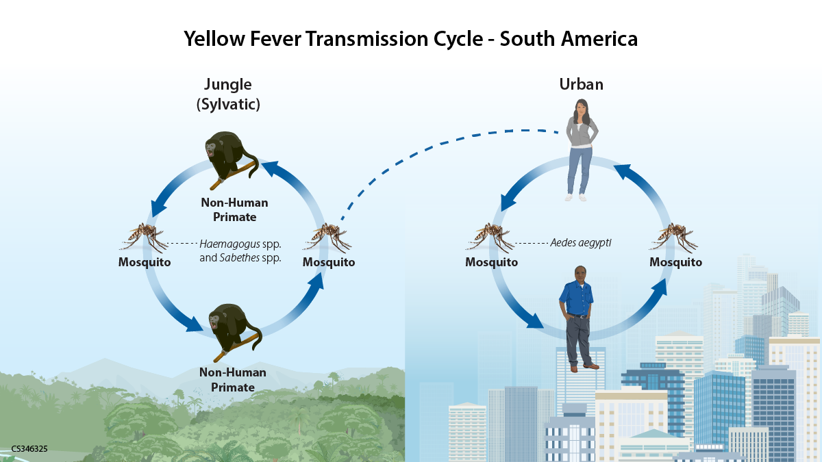 Infograph showing yellow fever transmission to humans