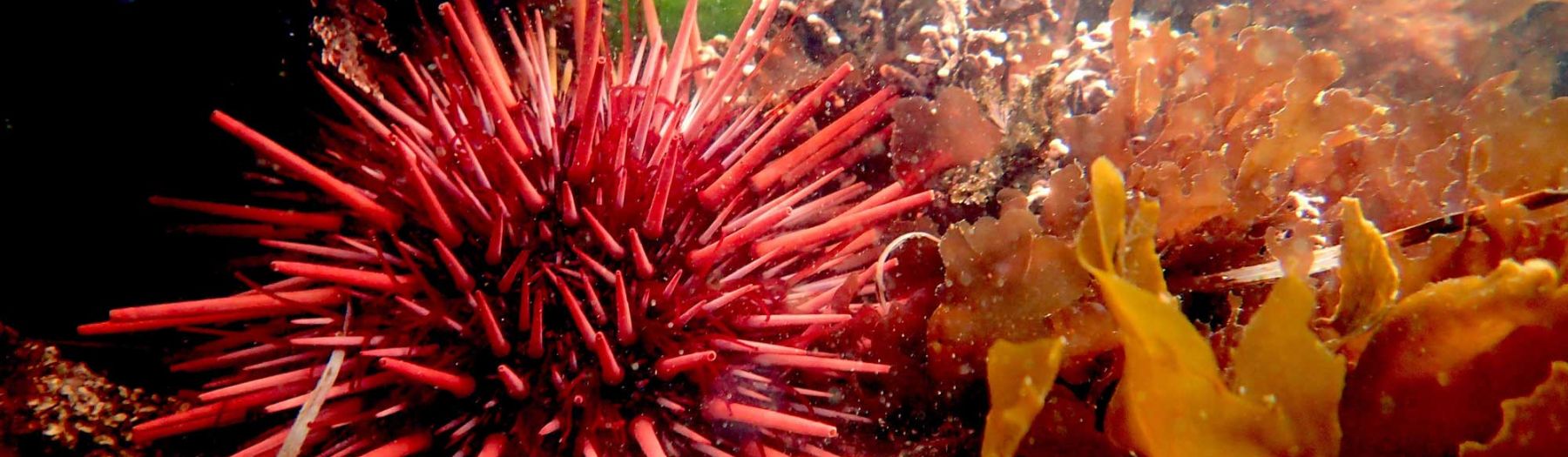 red urchin and kelp