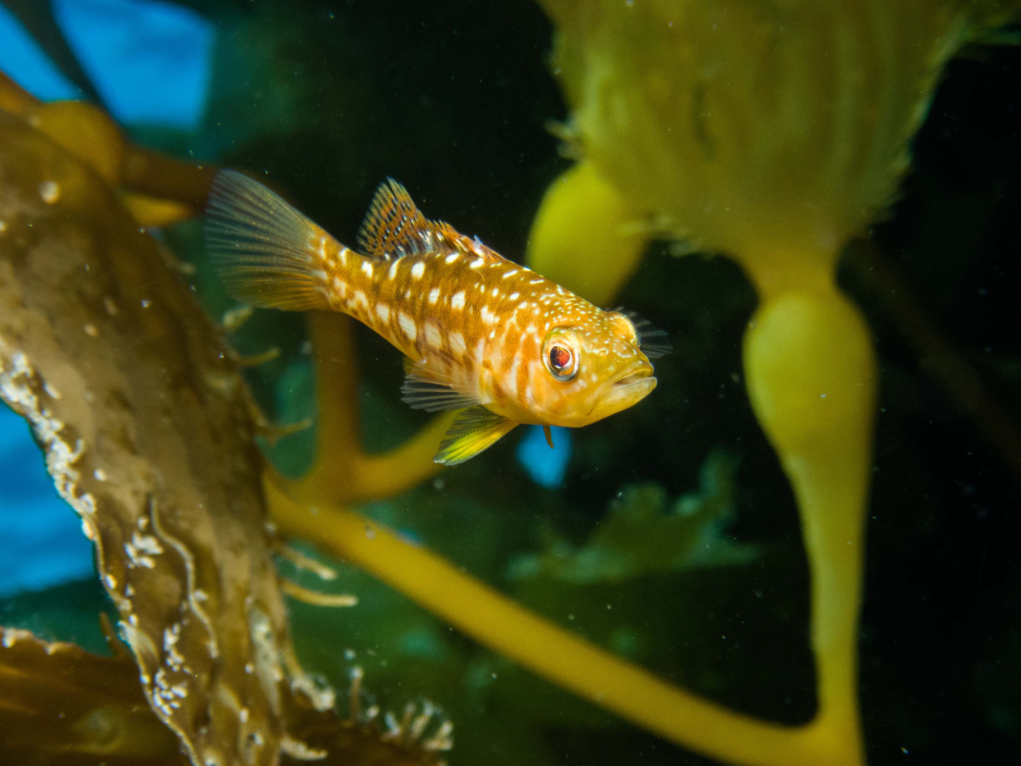 Small kelp fish swims in giant kelp fronds