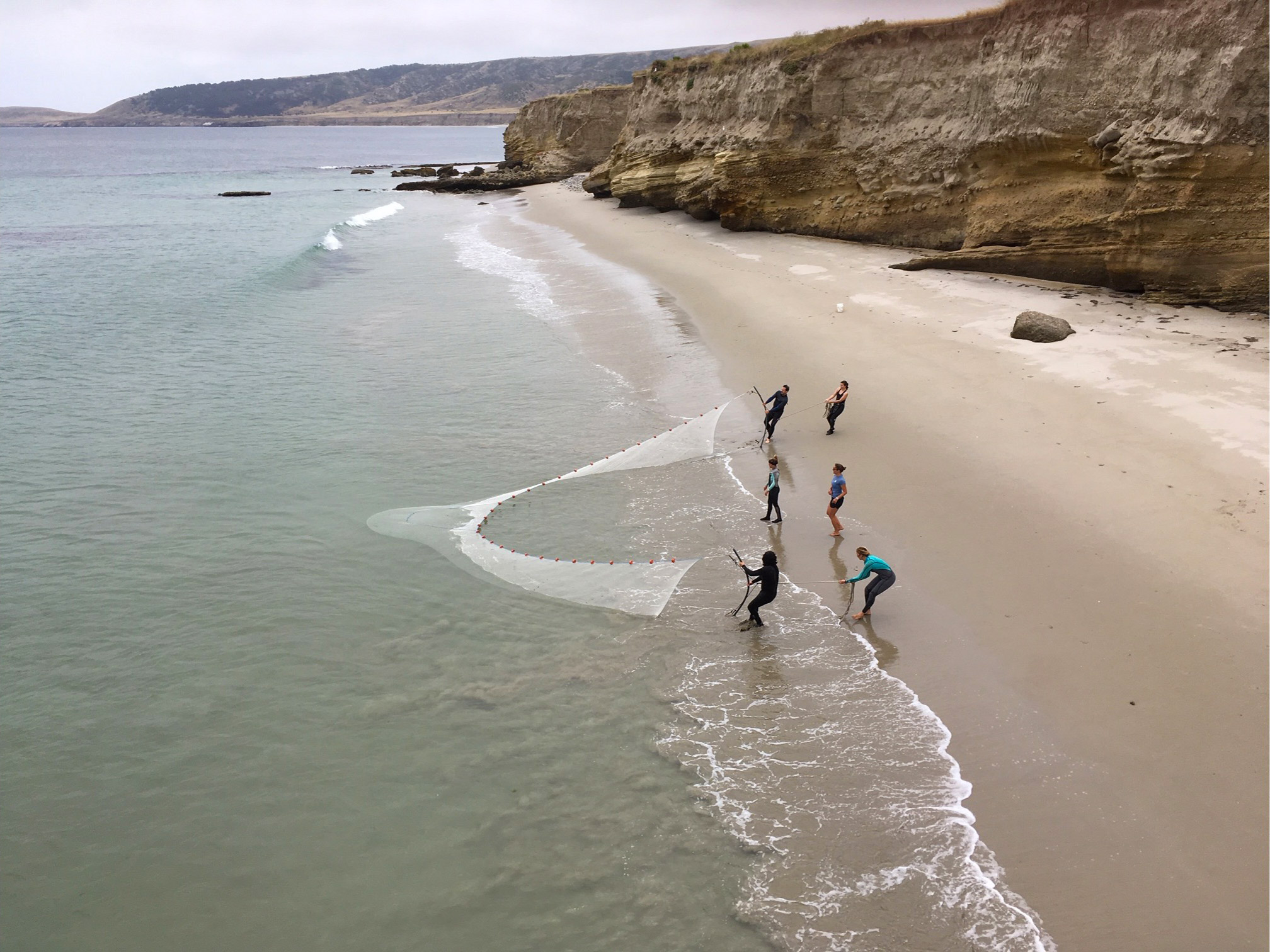 Student researchers seining at Surf Beach