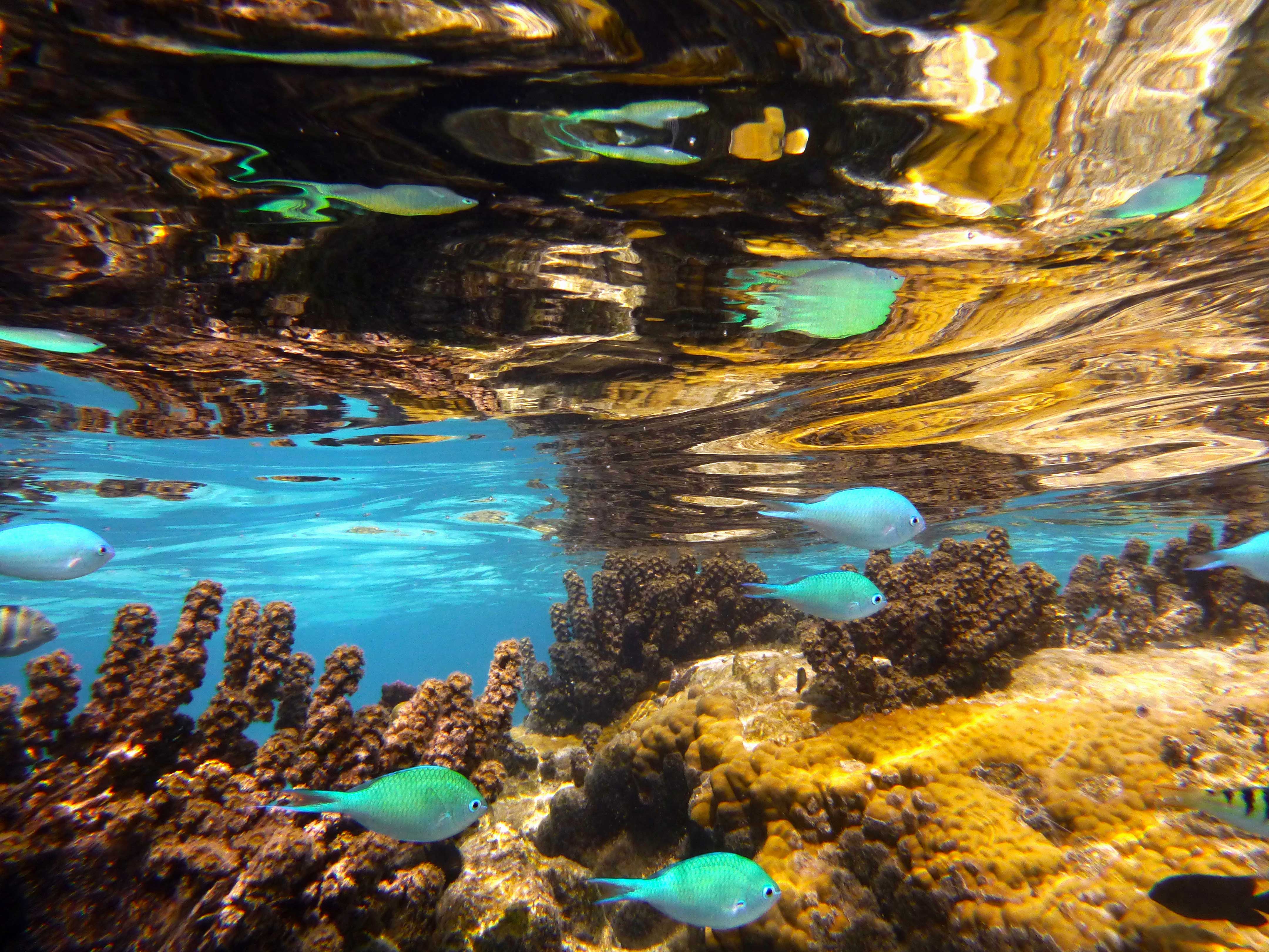 Tropical fish in water reflection