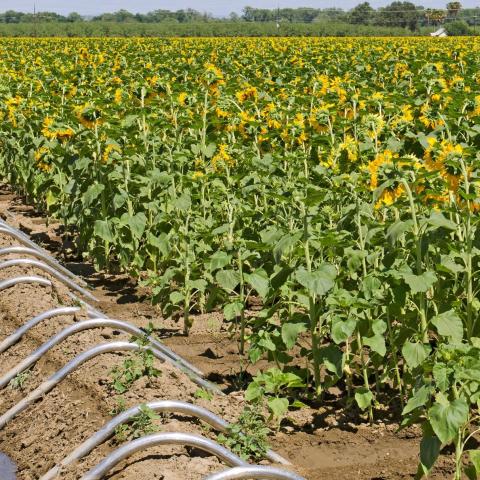 Sunflower field with irrigation channel on left side