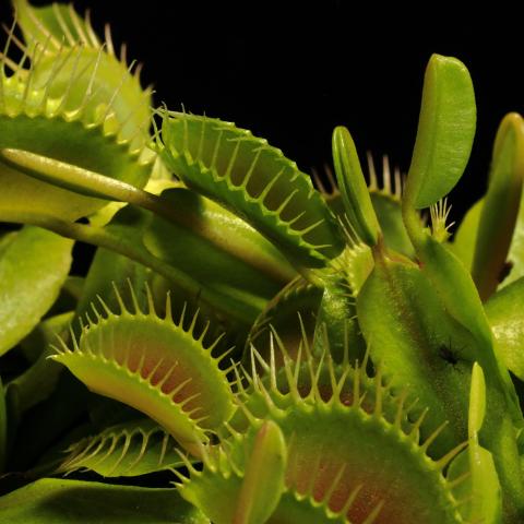 Carnivorous plants, venus flytrap, close-up