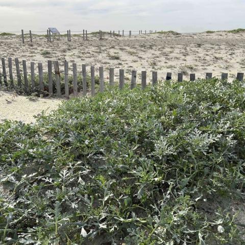 Beach bur, a native plant that helped to form dunes on a section of Santa Monica Beach in Los Angeles