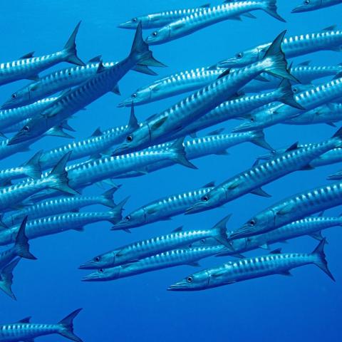 School of barracudas in very blue ocean