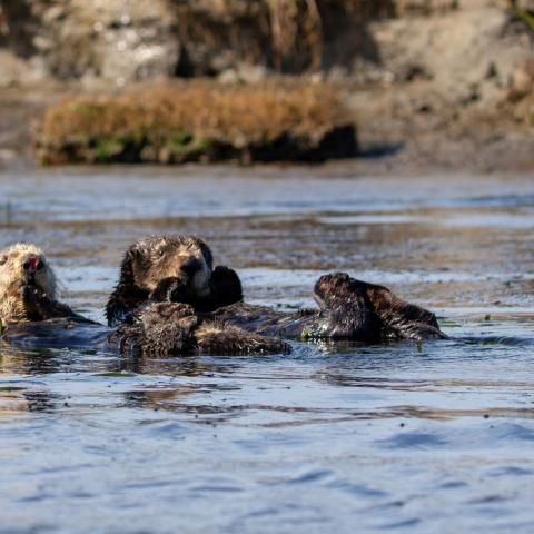 California Sea Otters floating on its back